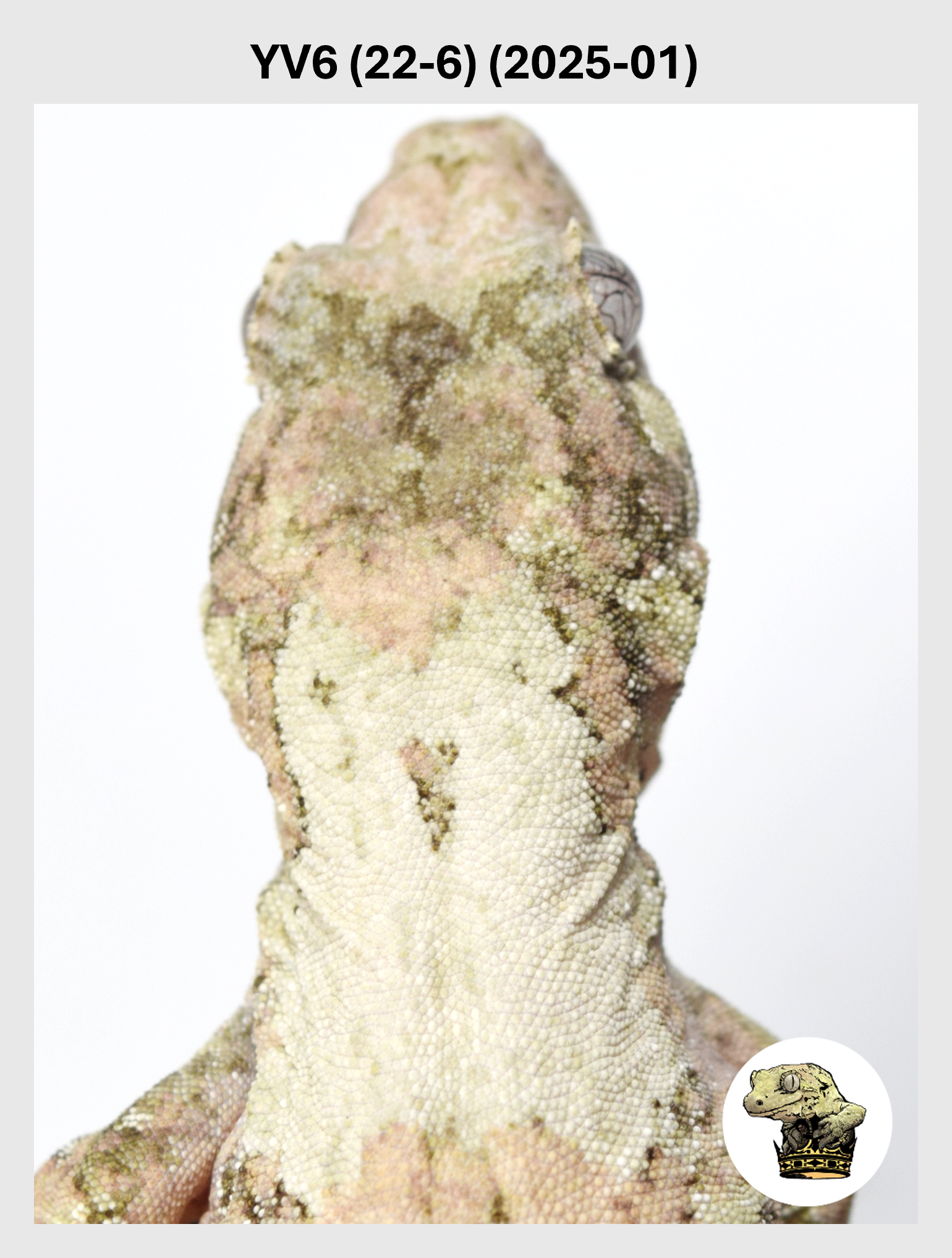 Orange Line White Collar Female*! YV6 (22-6) (2025-01)