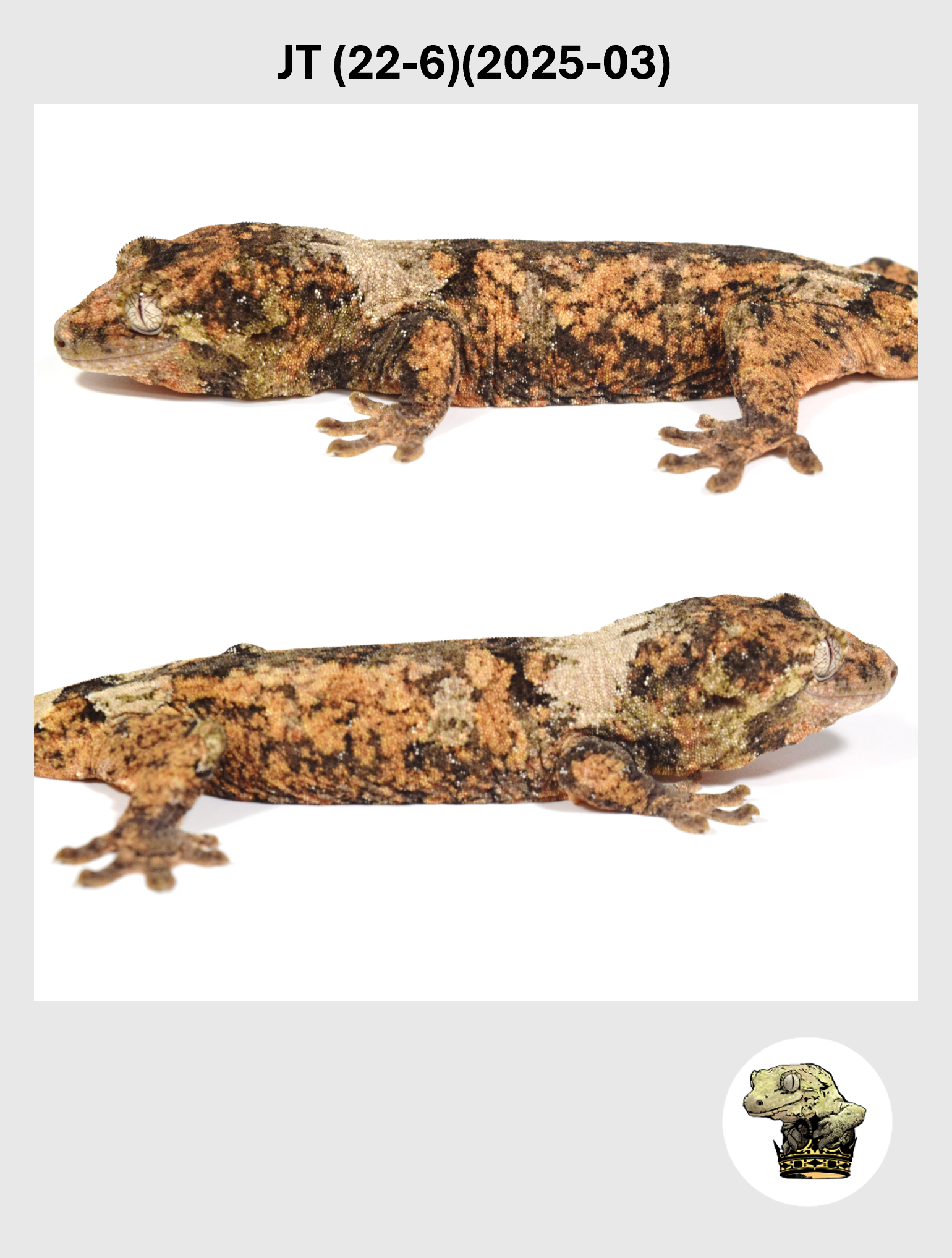 High White Female*! JT (22-6) (2025-03)