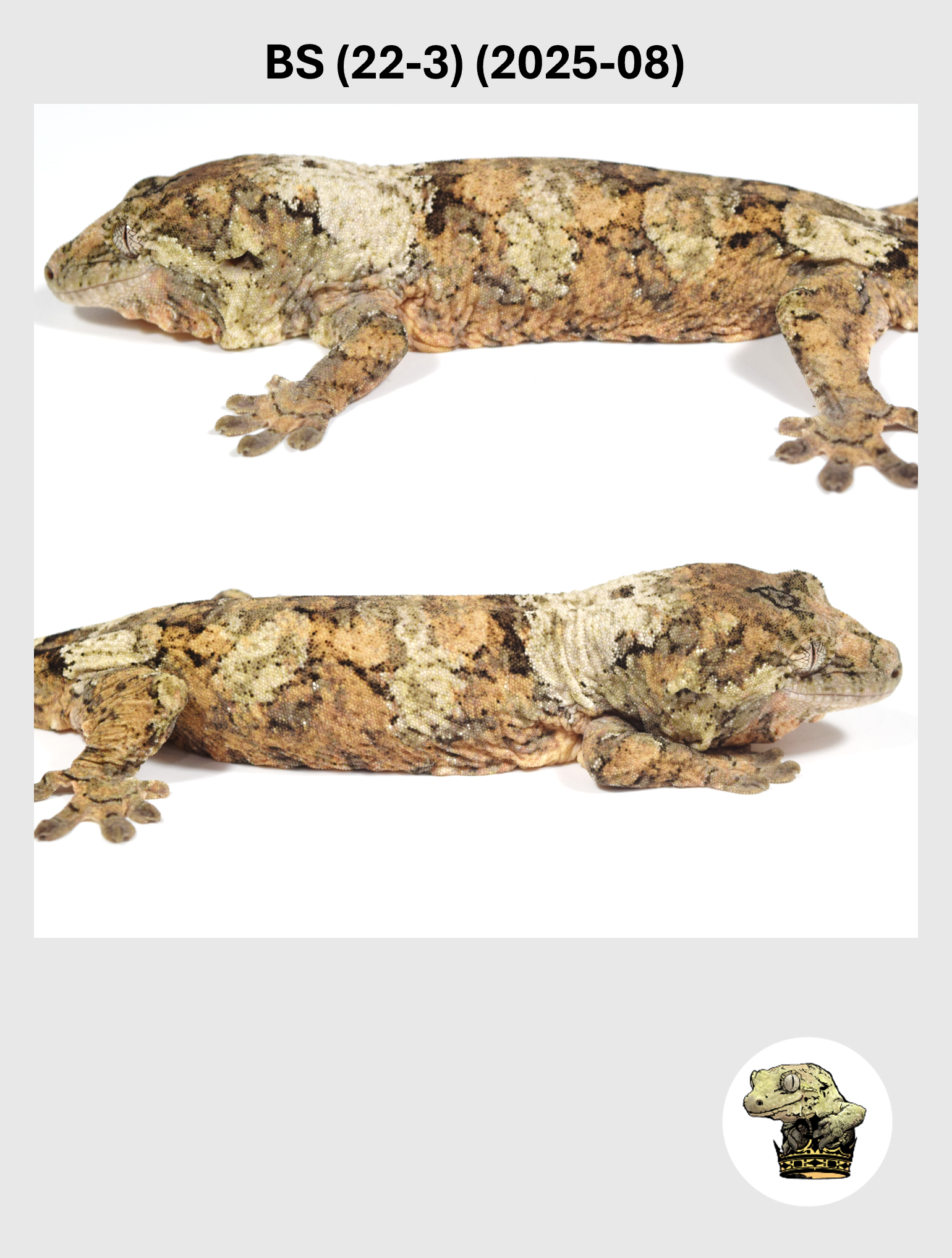 BS (22-3) (2025-08) (2026-03-11) (4) SQSP.png