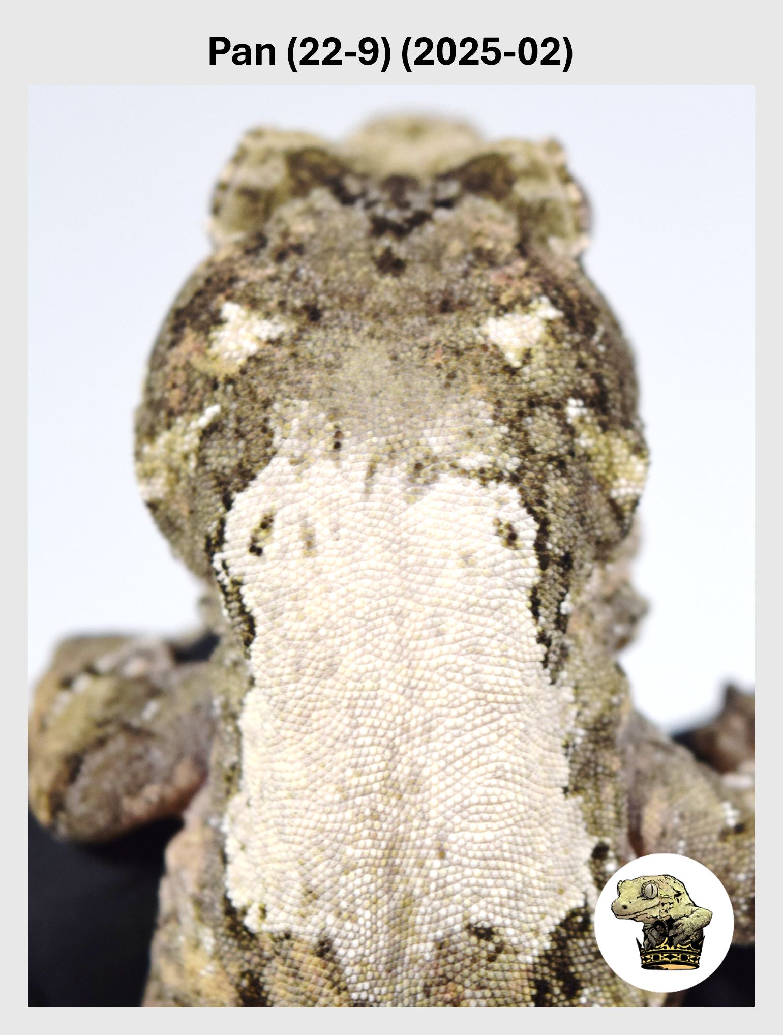 Pan (22-9) (2025-02) (2026-01-16) (1) SQSP.png