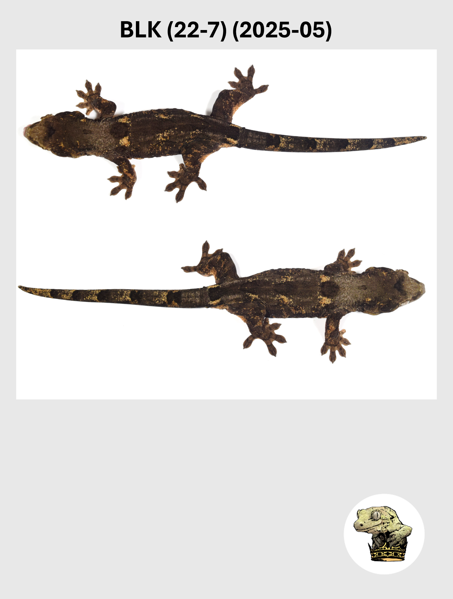 BLK (22-7) (2025-05) (2026-03-11) (3) SQSP.png