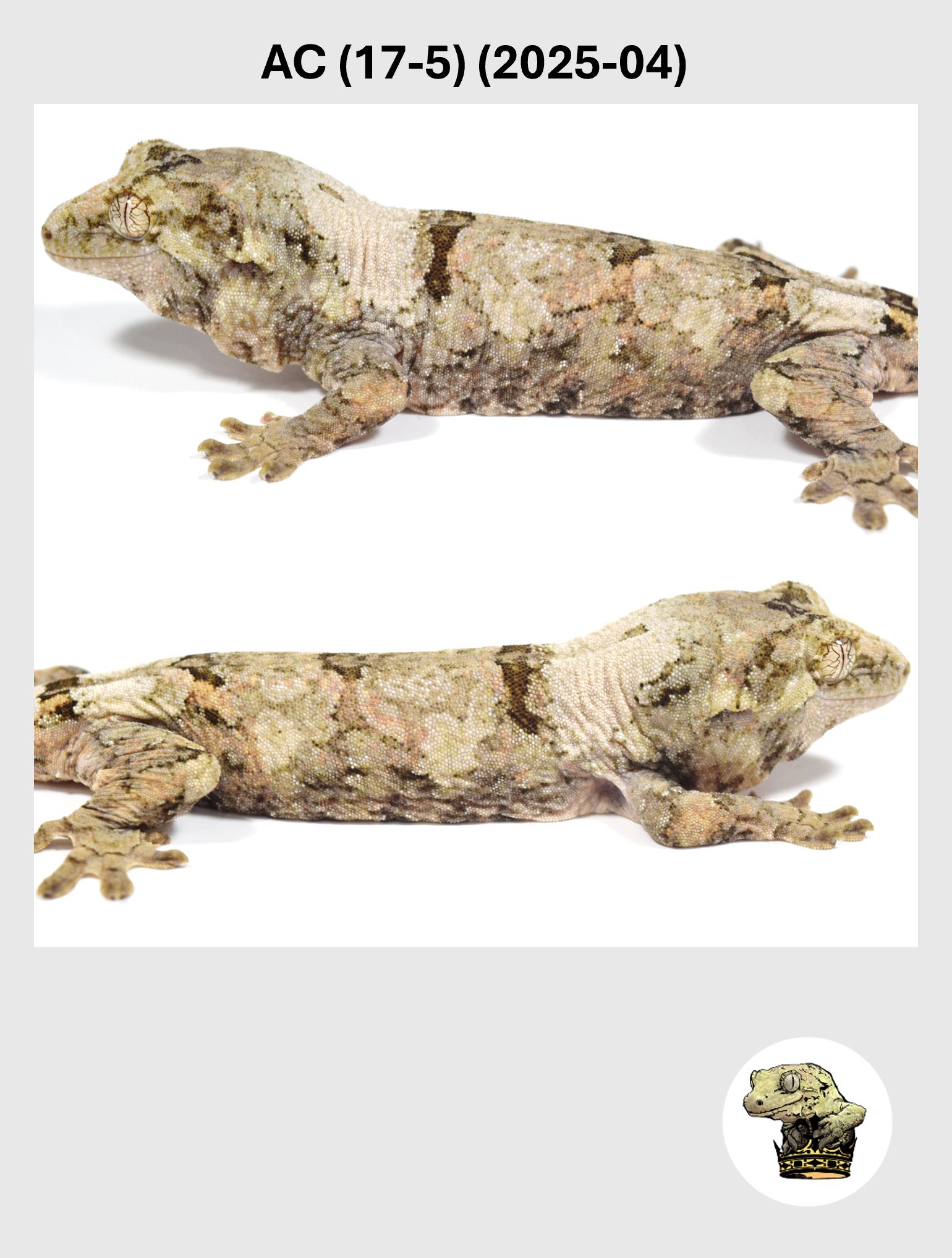 AC (17-5) (2025-04) (2026-03-11) (4) SQSP.png