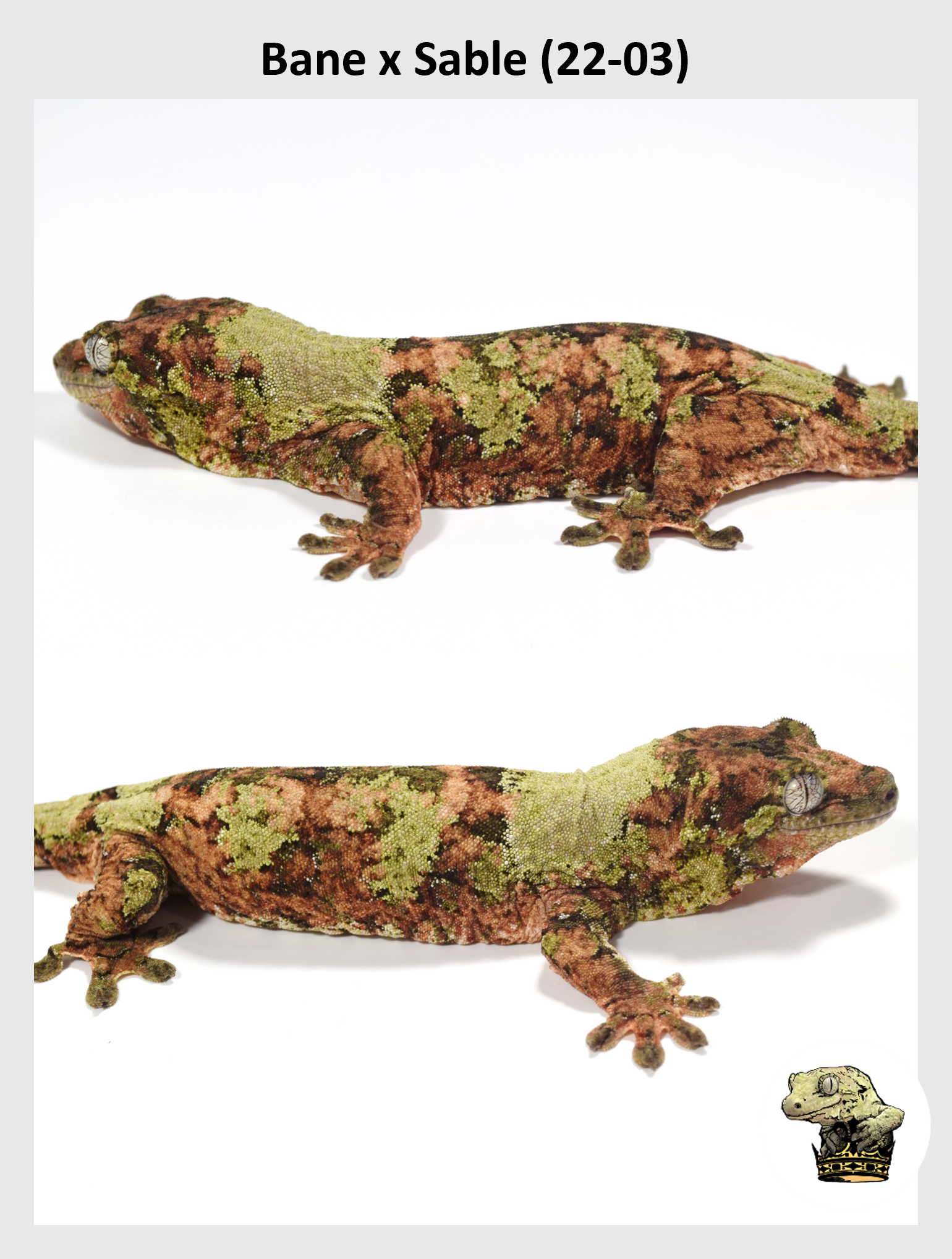 Bane x Sable (22-03) (2024-07-31) (2) SQSP.png (Copy)