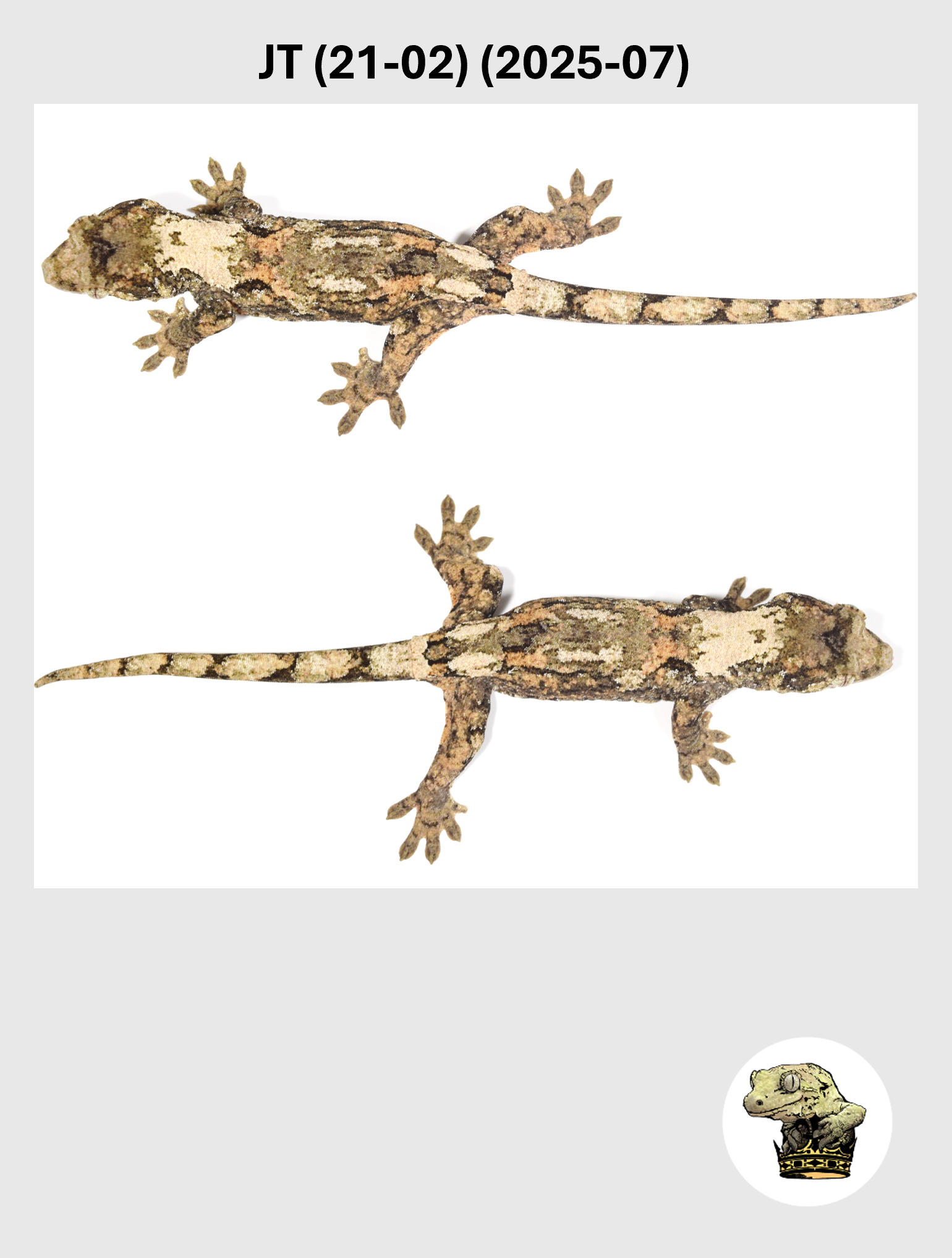 JT (21-02) (2025-07) (2026-03-25) (3) SQSP.png