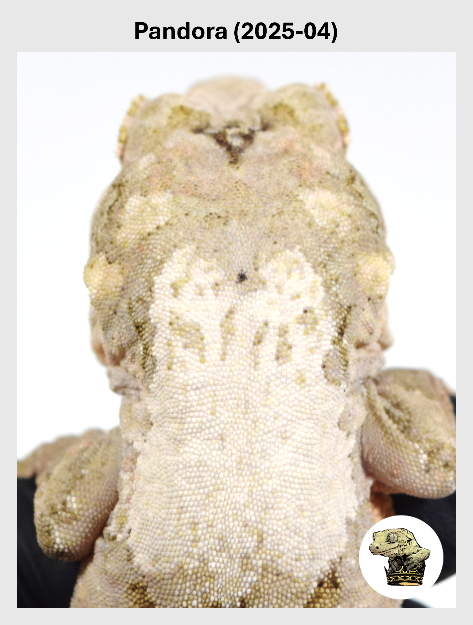 High White Male! Pandora (2025-04)