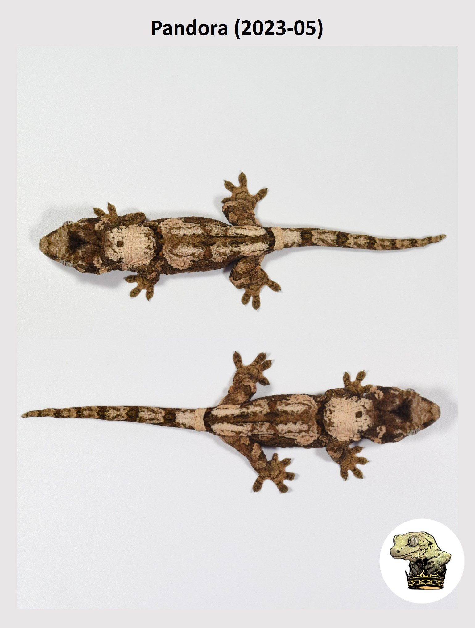 Pandora (2023-05) (2023-12-19) (3) SQSP.jpg