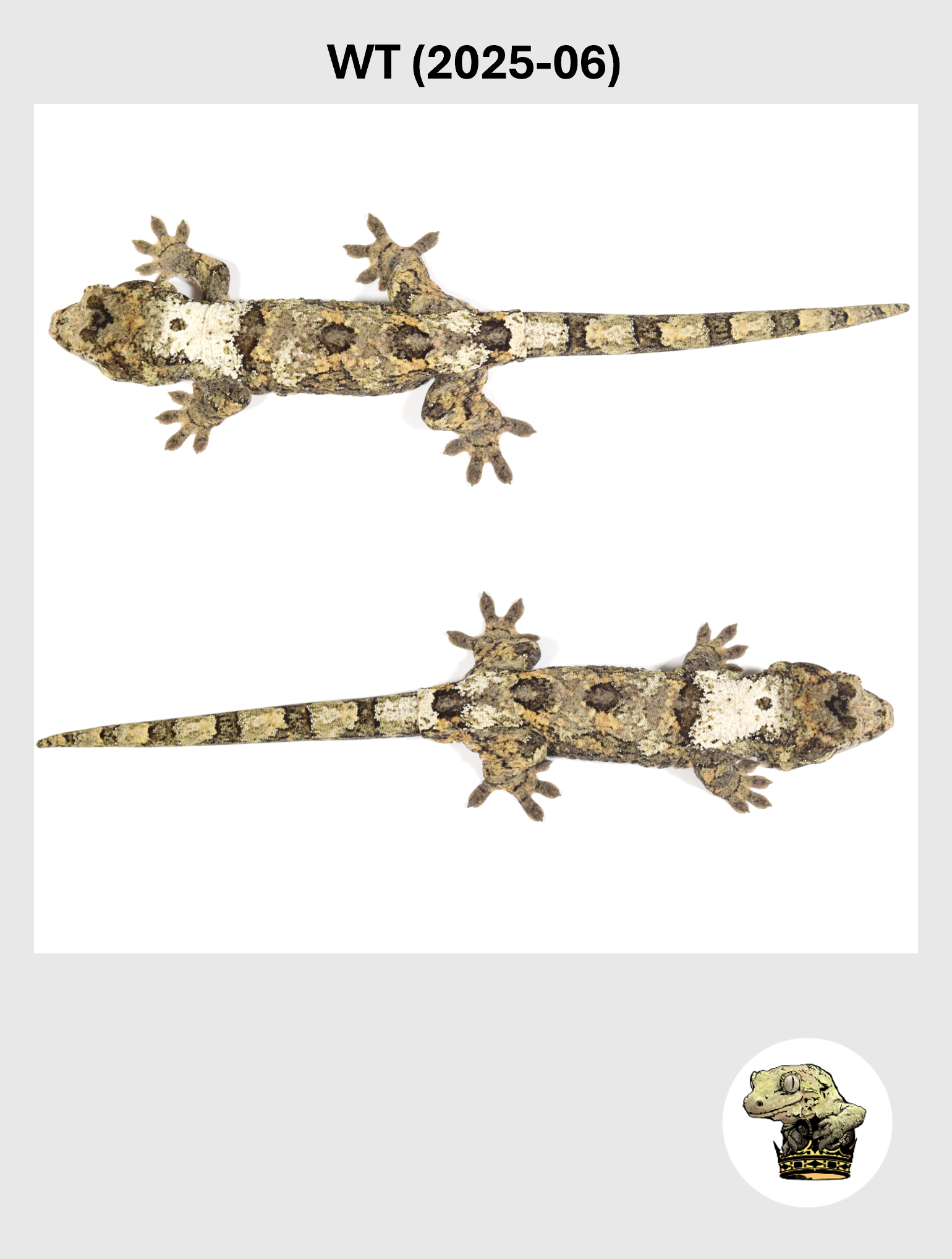 WT (2025-06) (2026-02-17) (5) SQSP.png