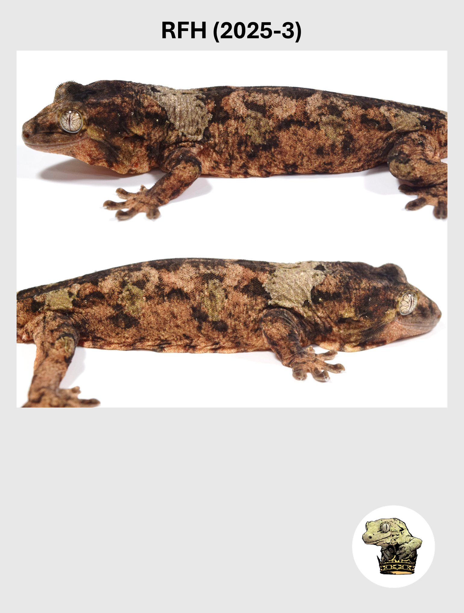 White Collar Red Line White Collar Male*! RFH (2025-03)