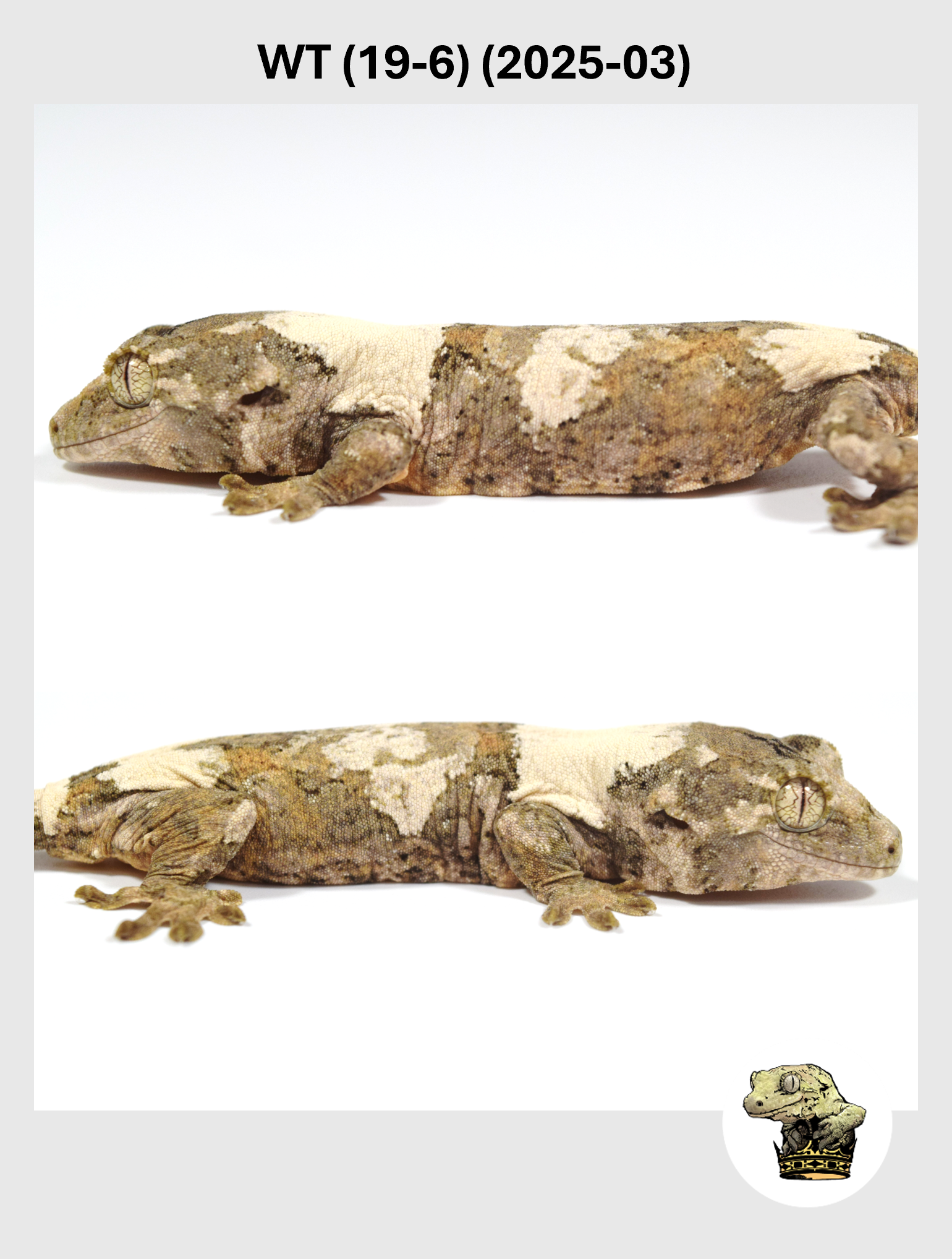 WT (19-6) (2025-03) (2025-12-22) (4) SQSP.png