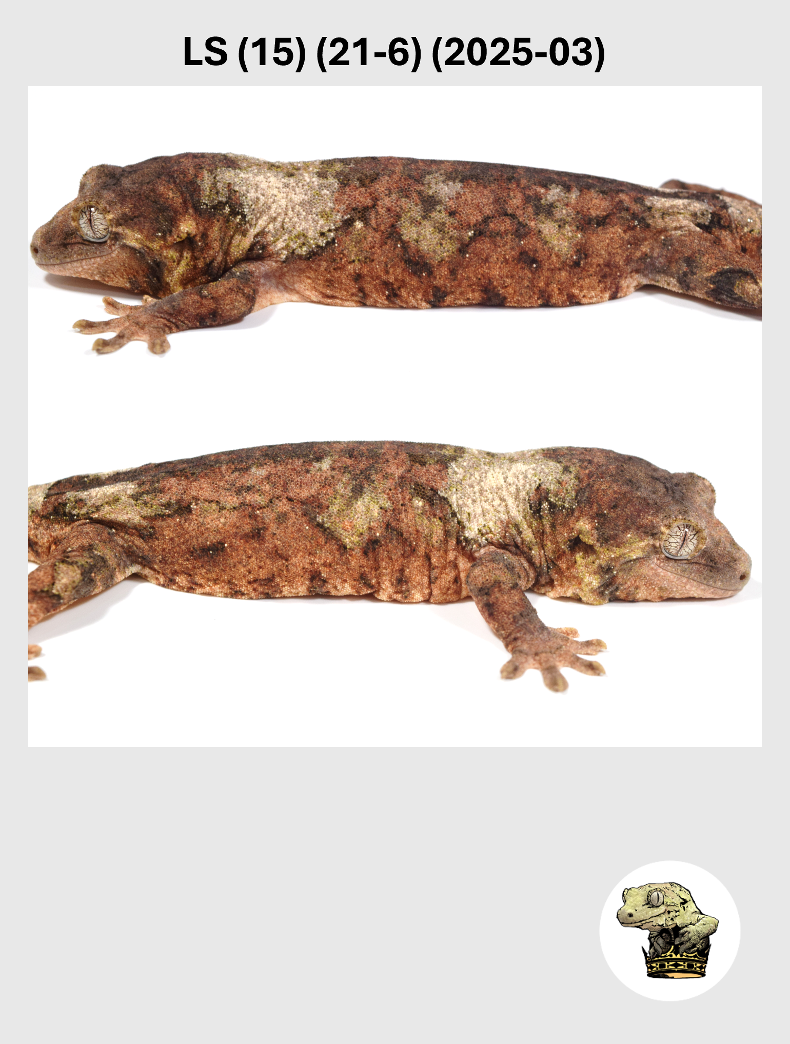 LS (15) (21-6) (2025-03) (2026-03-11) (2) SQSP.png