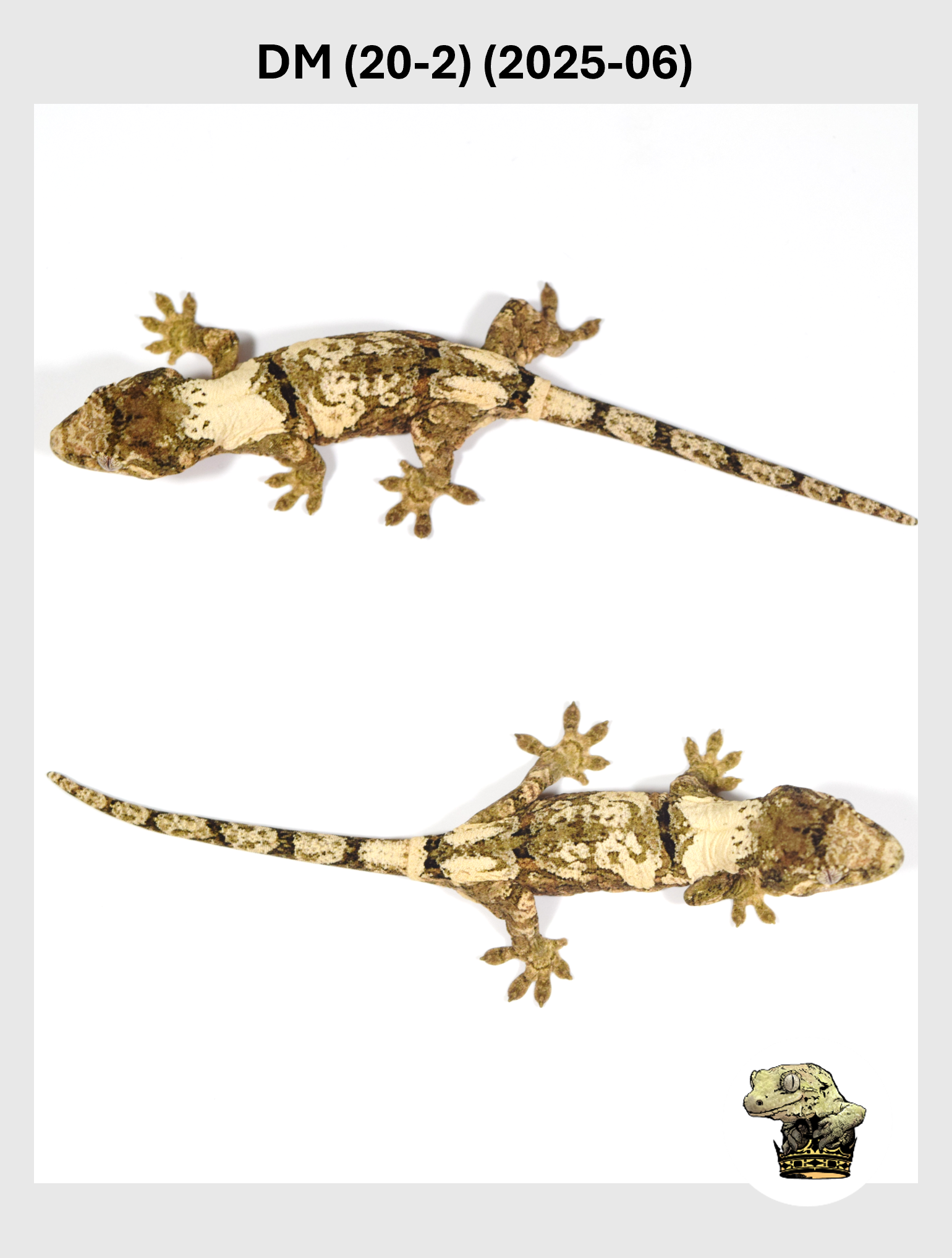 DM (20-2) (2025-06) (2025-12-22) (3) SQSP.png