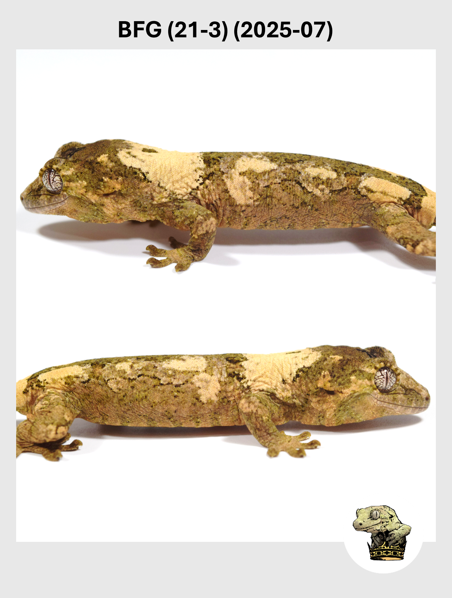 BFG (21-3) (2025-07) (2025-12-22) (2) SQSP.png