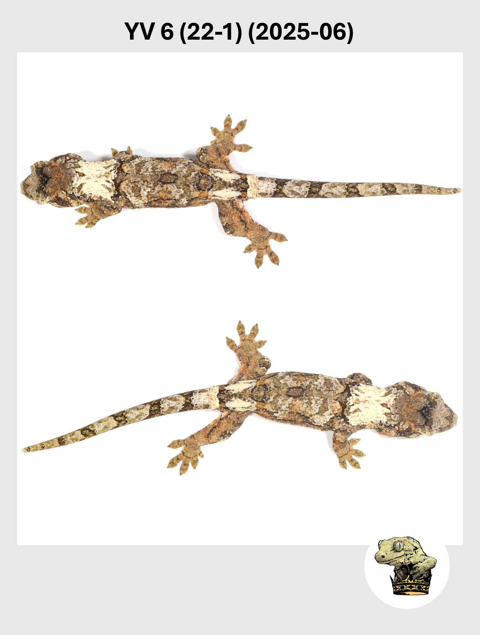 Orange Line White Collar Female*! YV (17-6) (22-1) (2025-06)