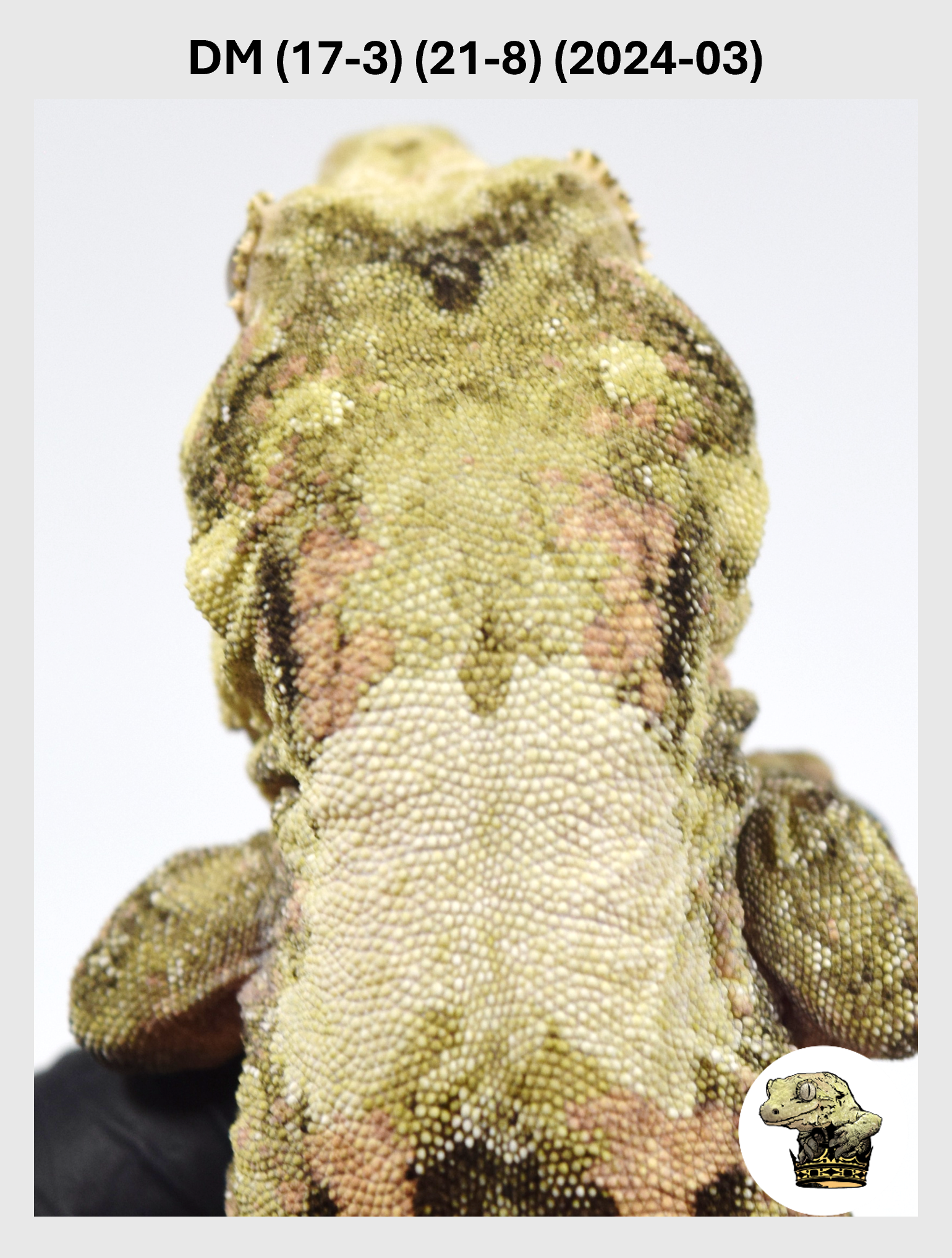 DM (17-3) (21-8) (2024-03) (2025-07-30) (1) SQSP.png