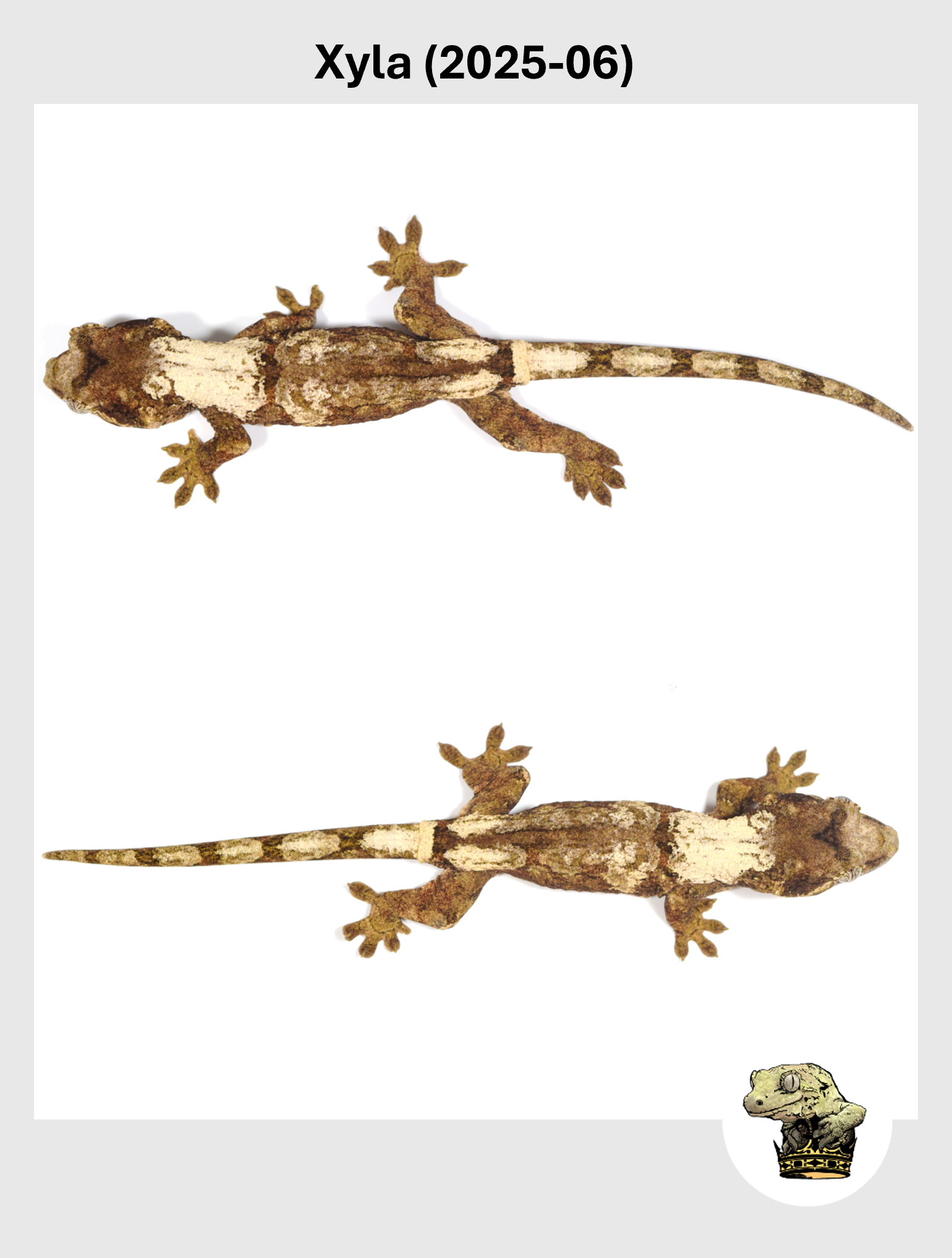 Xyla (2025-06) (2025-12-16) (3) SQSP.png