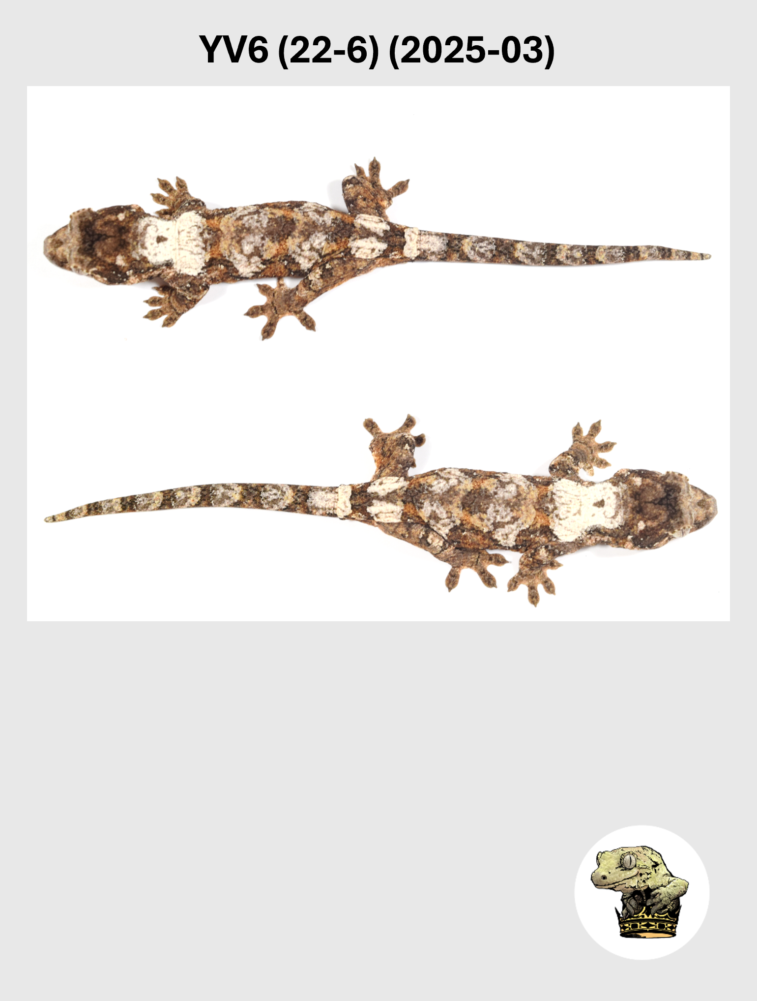 YV6 (22-6) (2025-03) (2026-03-04) (3) SQSP.png