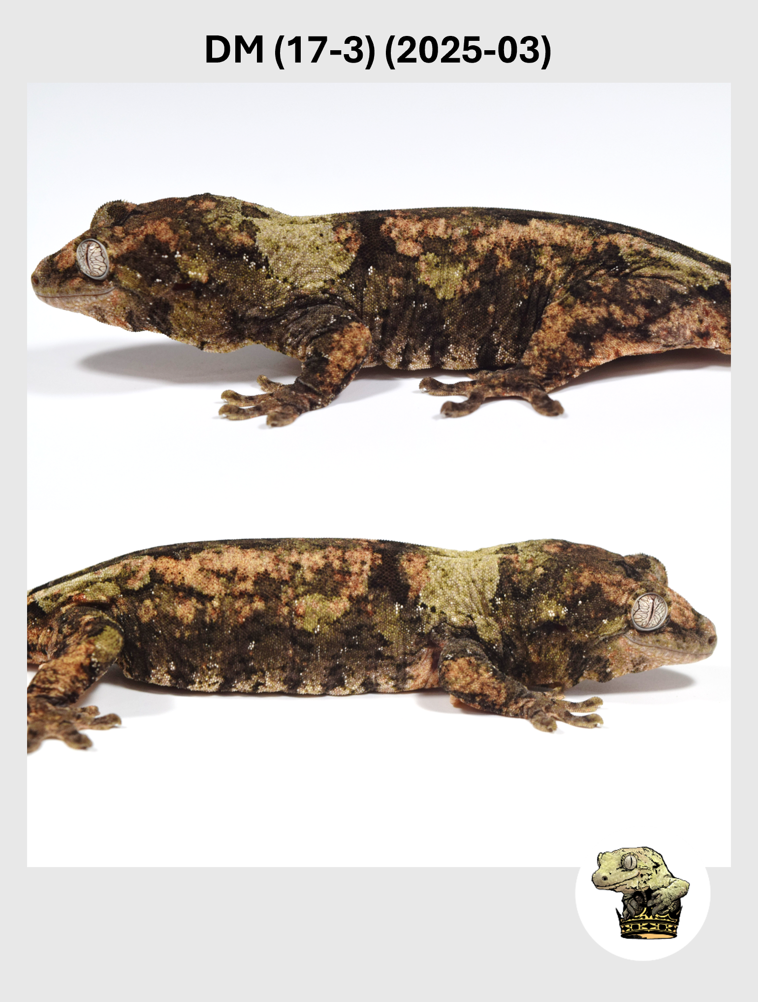 DM (17-3) (2025-03) (2026-01-06) (2) SQSP.png