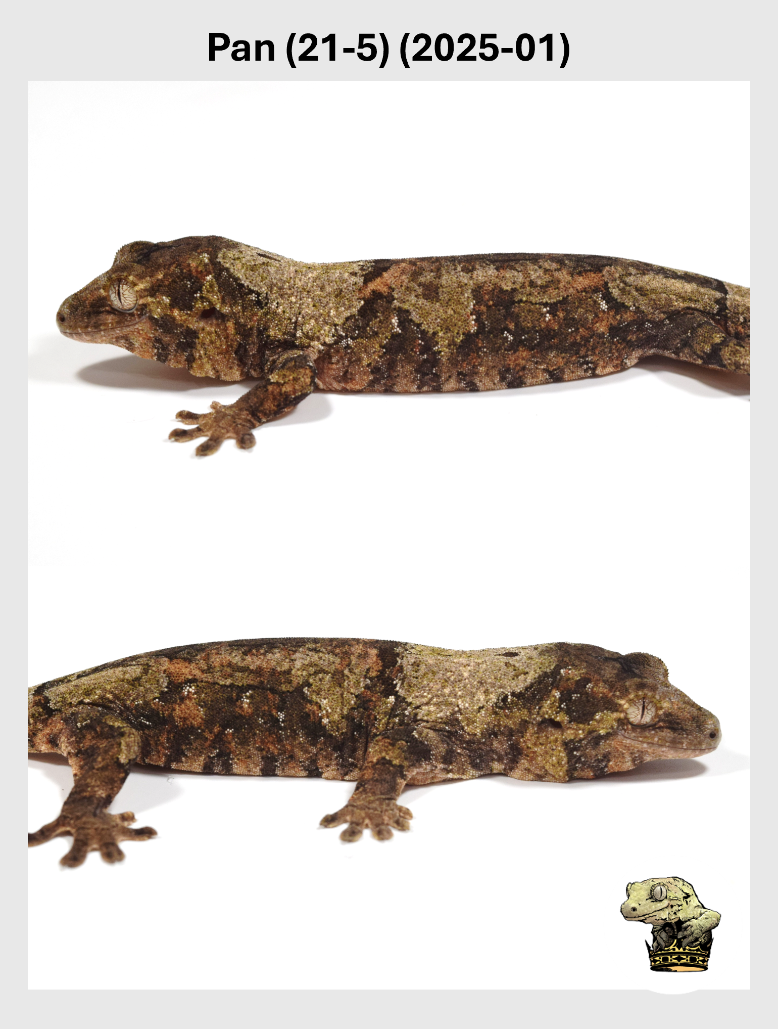 Pan (21-5) (2025-01) (2025-09-30) (2) SQSP.png