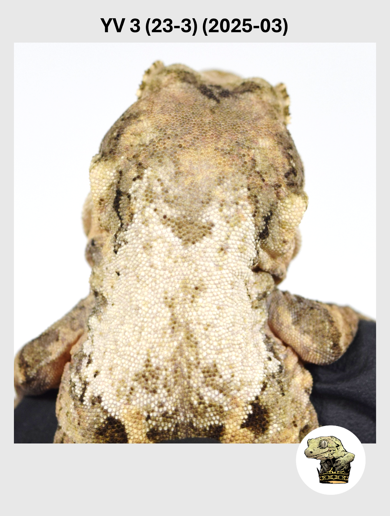 YV 3 (23-3) (2025-03) (2026-03-04) (1) SQSP.png