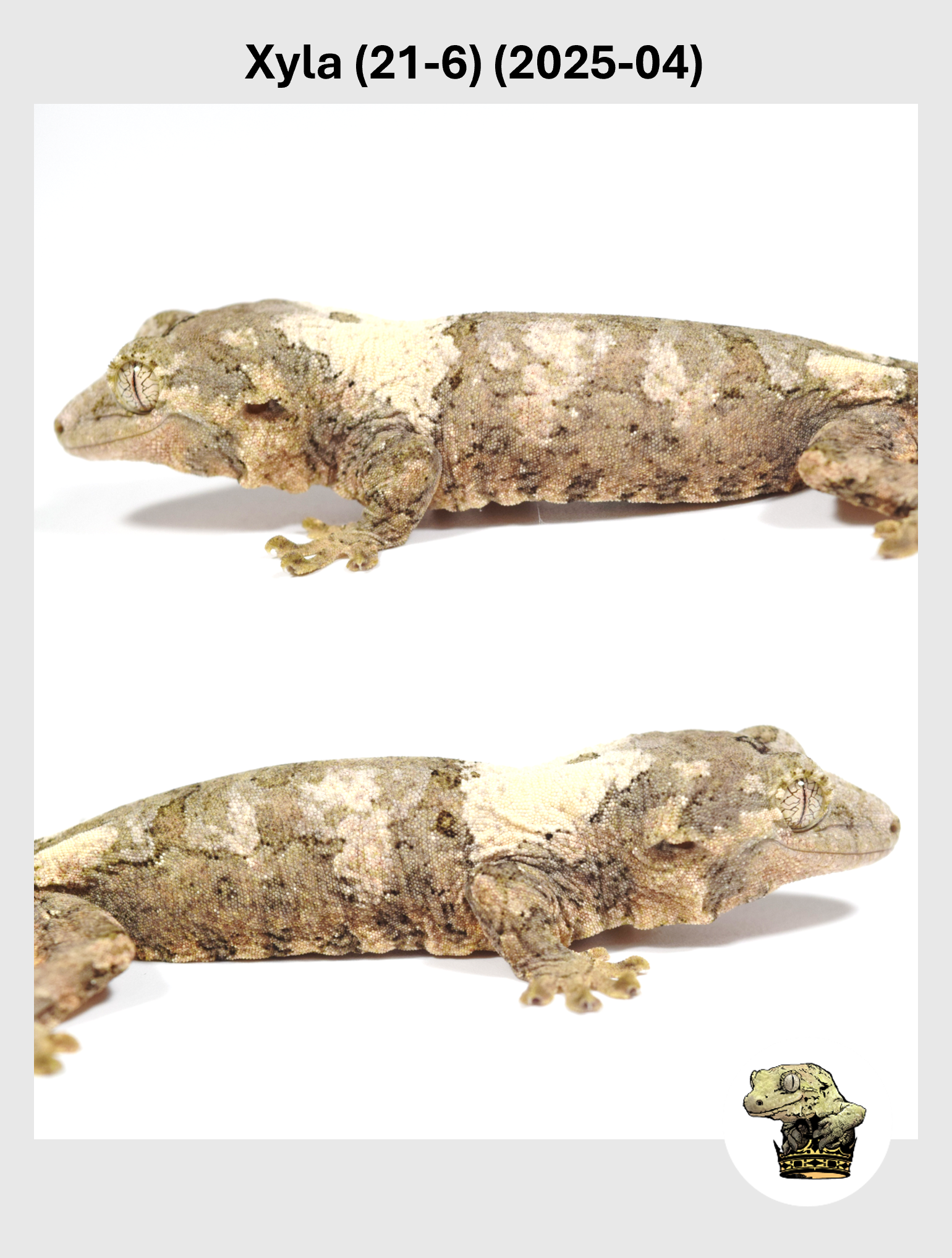 Xyla (21-6) (2025-04) (2025-12-16) (4) SQSP.png (Copy)