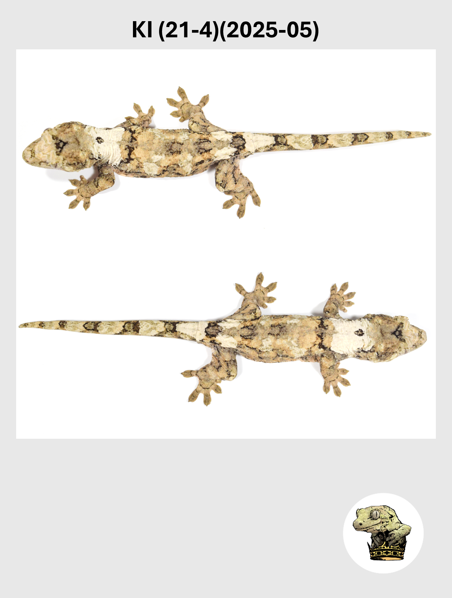 KI (21-4)(2025-05) (2026-02-17) (5) SQSP.png