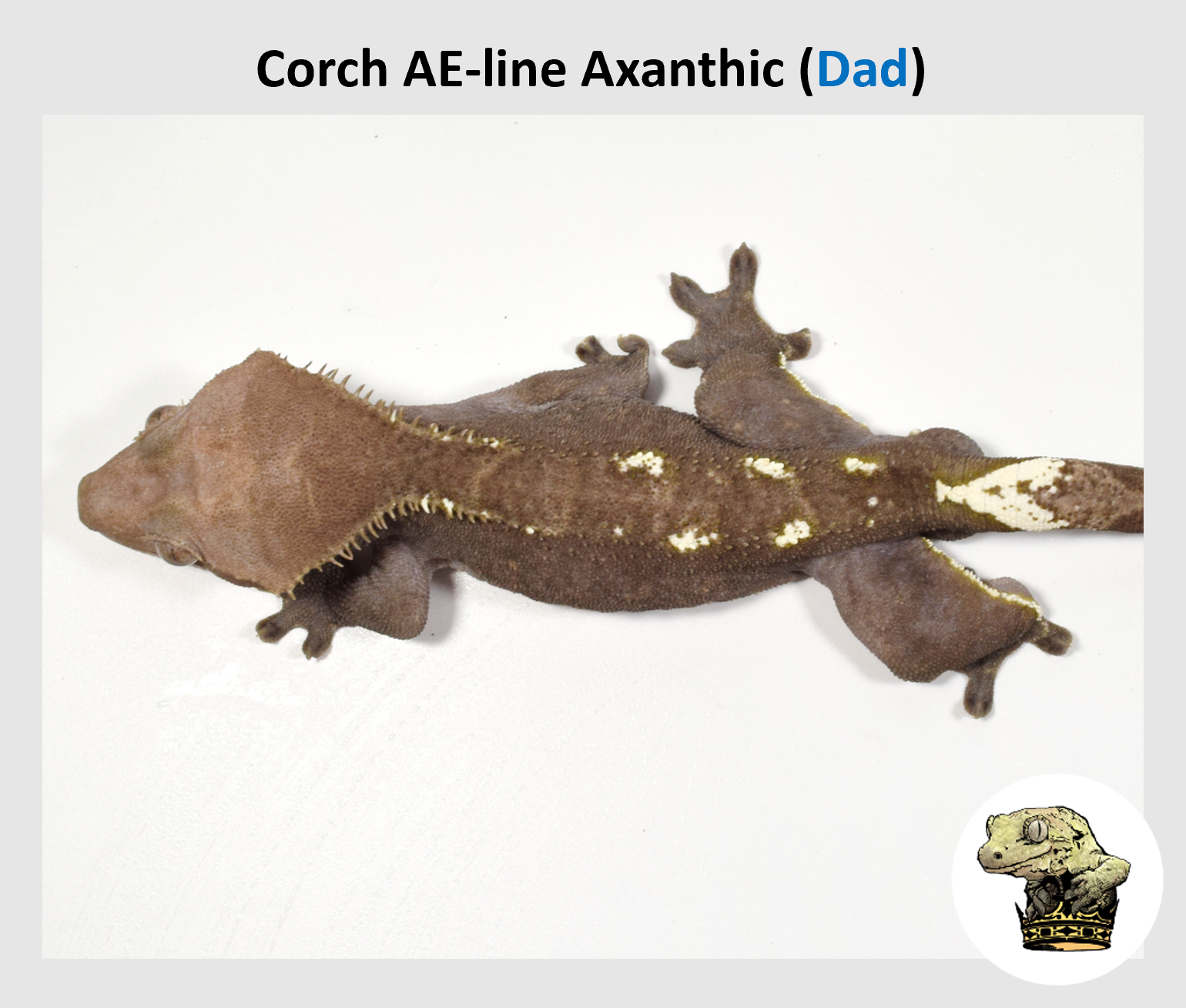 Odd-Axanthic Male (1).png