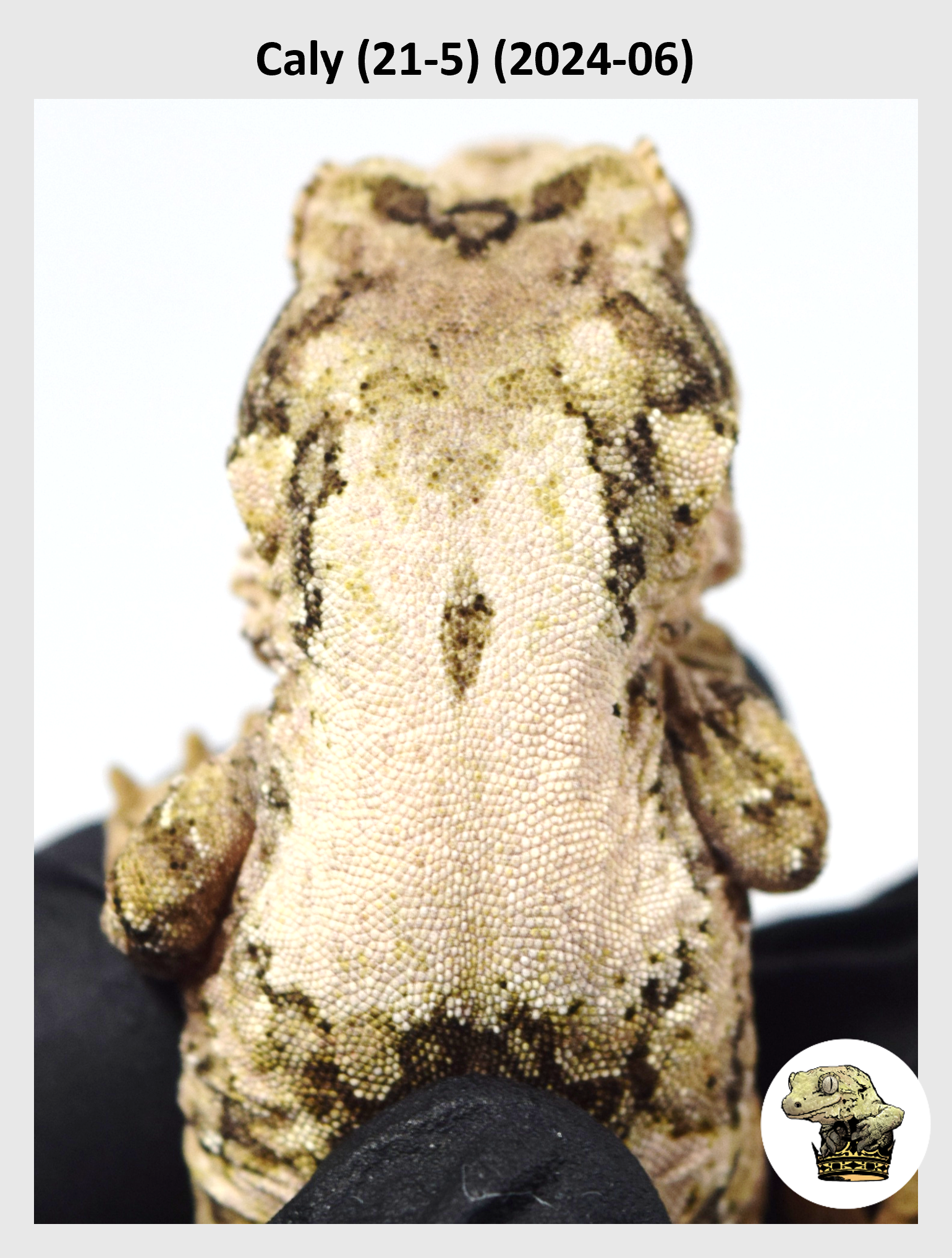 White Collar High White Line Female! Caly (21-5) (2024-06) — Troys Geckos
