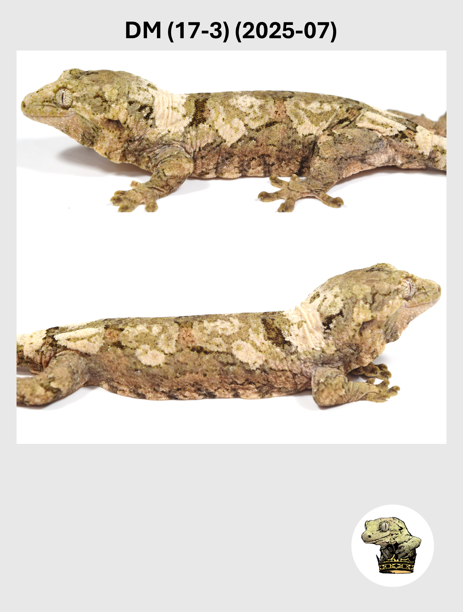 DM (17-3) (2025-07) (2026-03-04) (4) SQSP.png