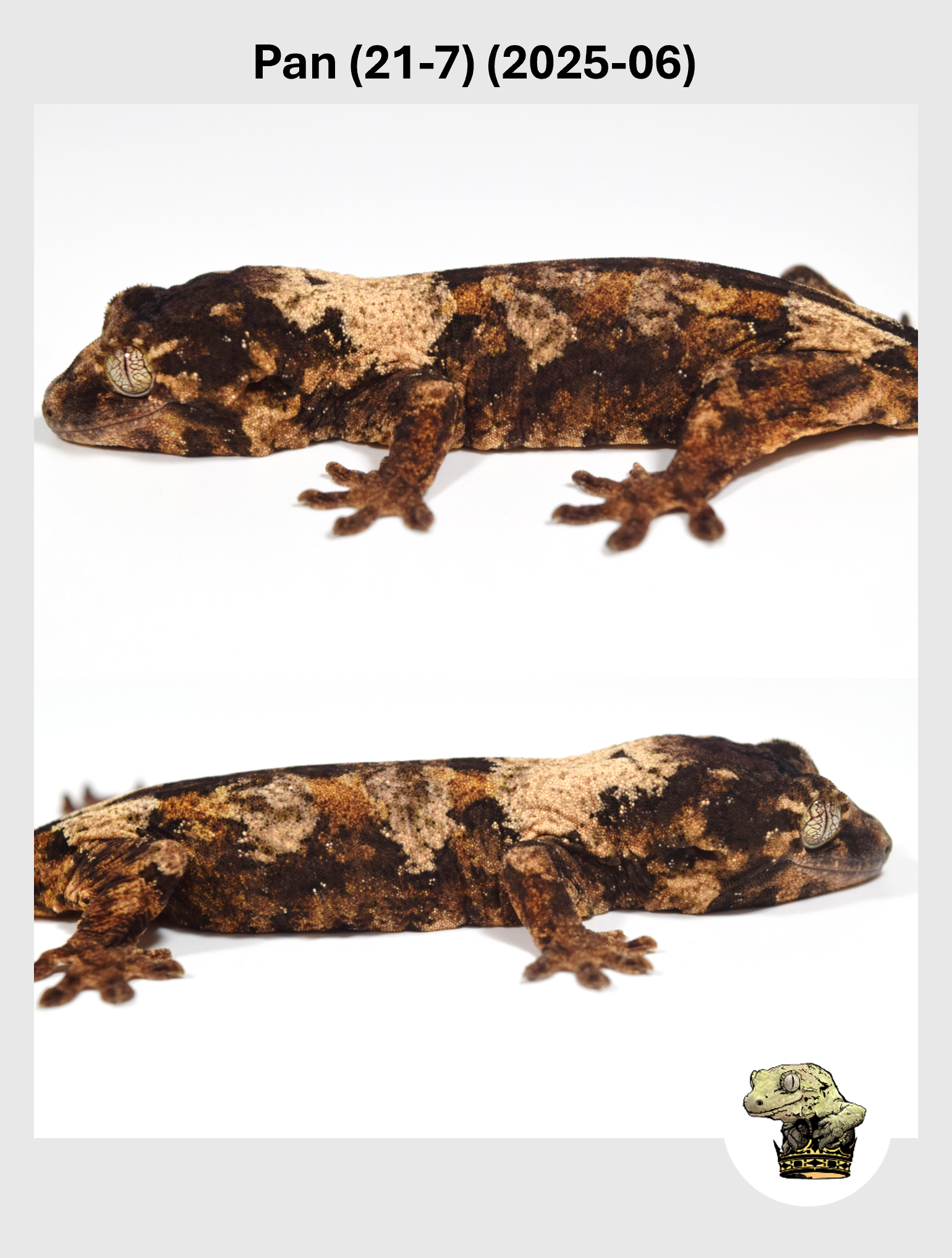 Pan (21-7) (2025-06) (2025-12-16) (2) SQSP.png