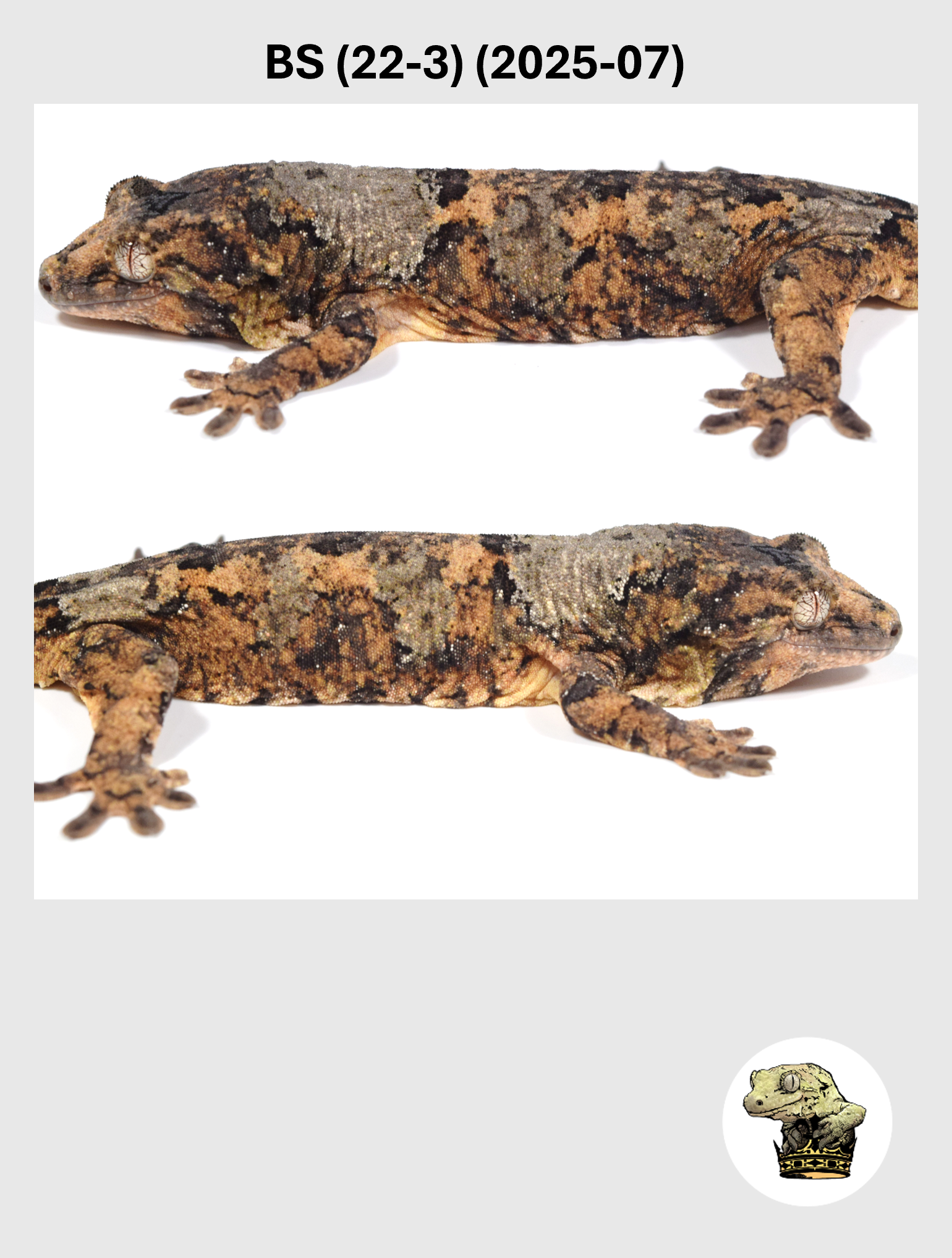 BS (22-3) (2025-07) (2026-03-11) (2) SQSP.png