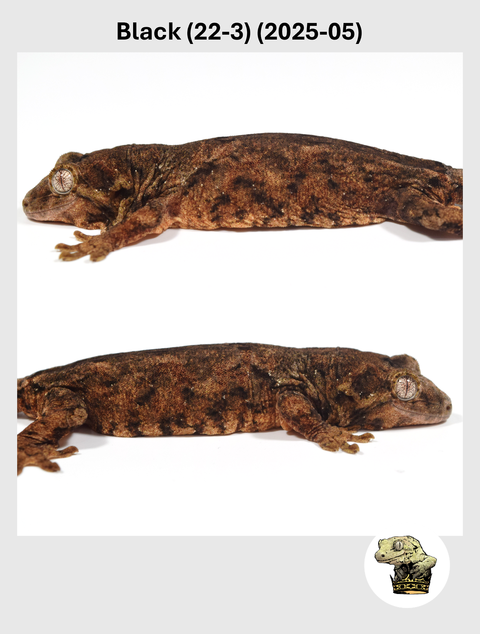 Black (22-3) (2025-05) (2026-02-03) (2) SQSP.png