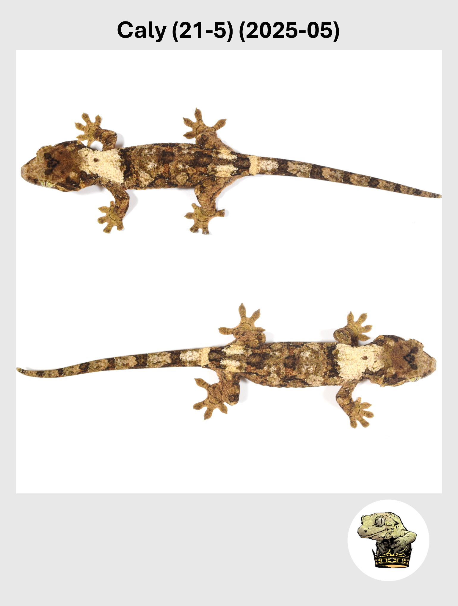 Caly (21-5) (2025-05) (2026-01-20) (3) SQSP - Copy.png