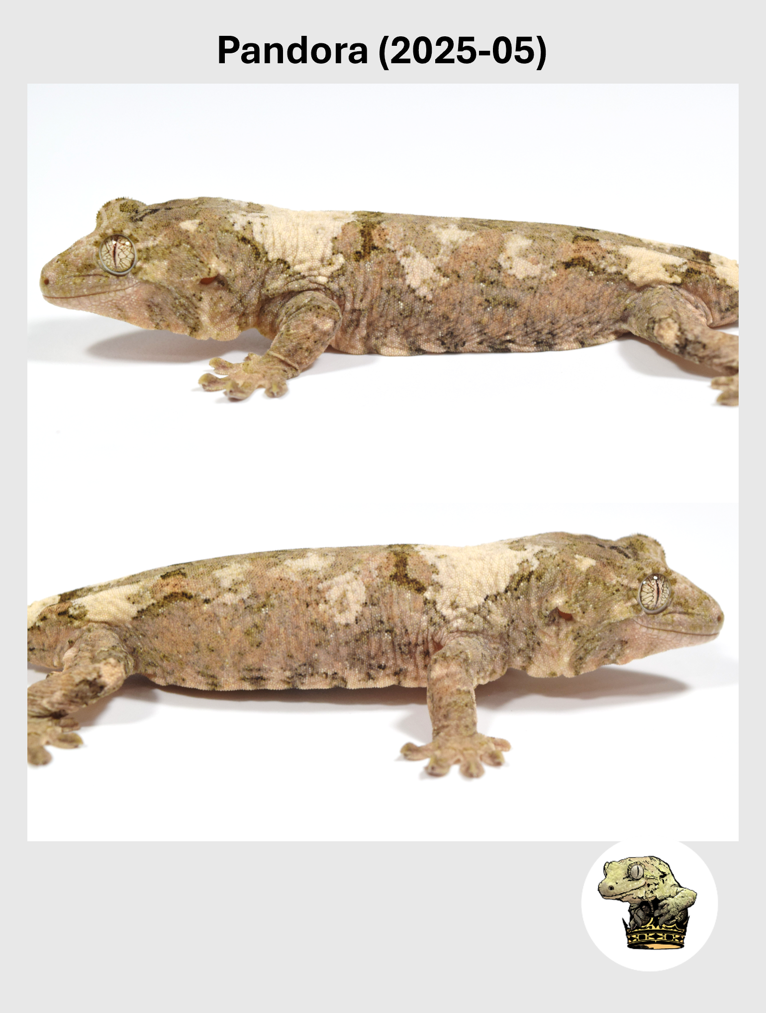 Pandora (2025-05) (2026-02-03) (4) SQSP.png