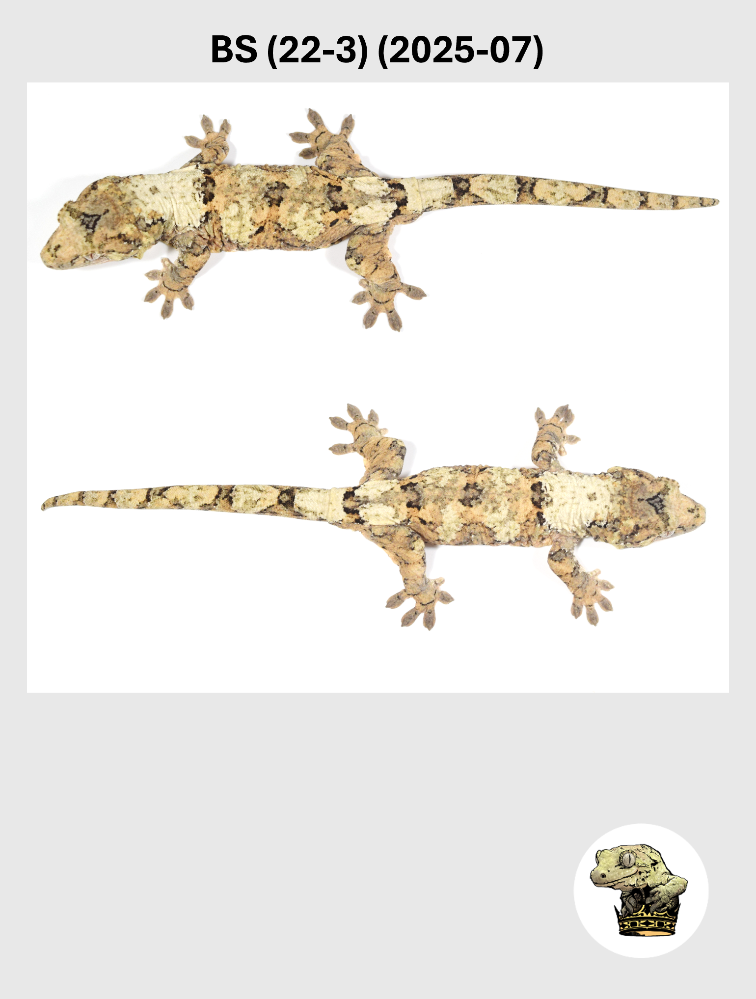 BS (22-3) (2025-07) (2026-03-11) (5) SQSP.png