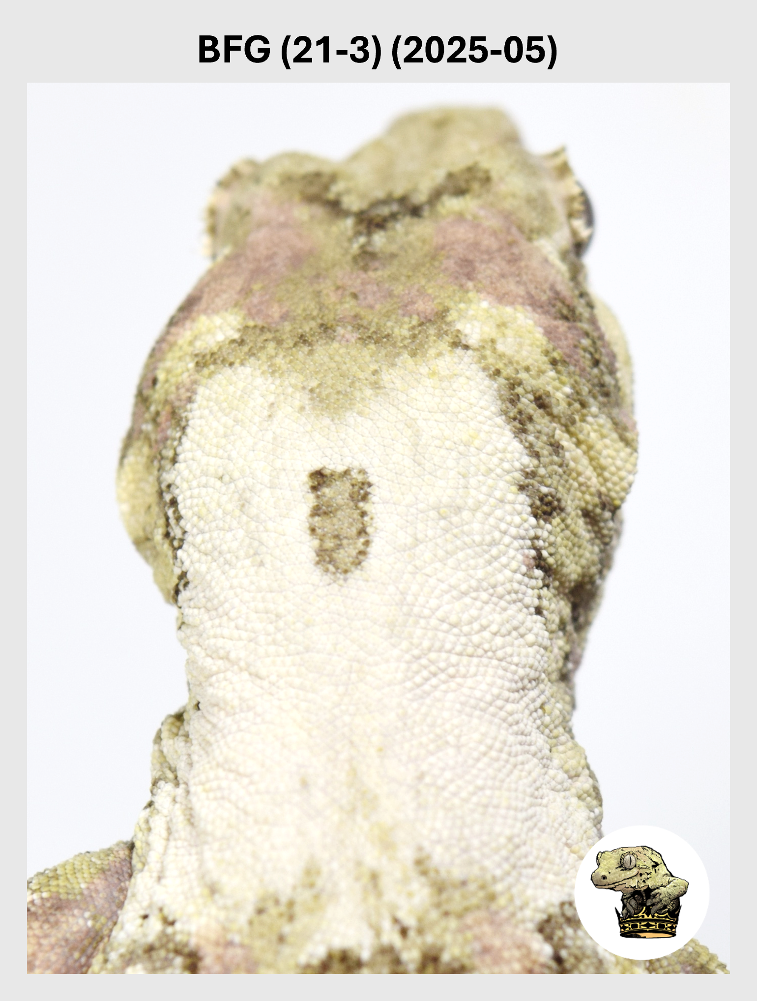High White Line Chahoua Male! BFG (21-3) (2025-05)