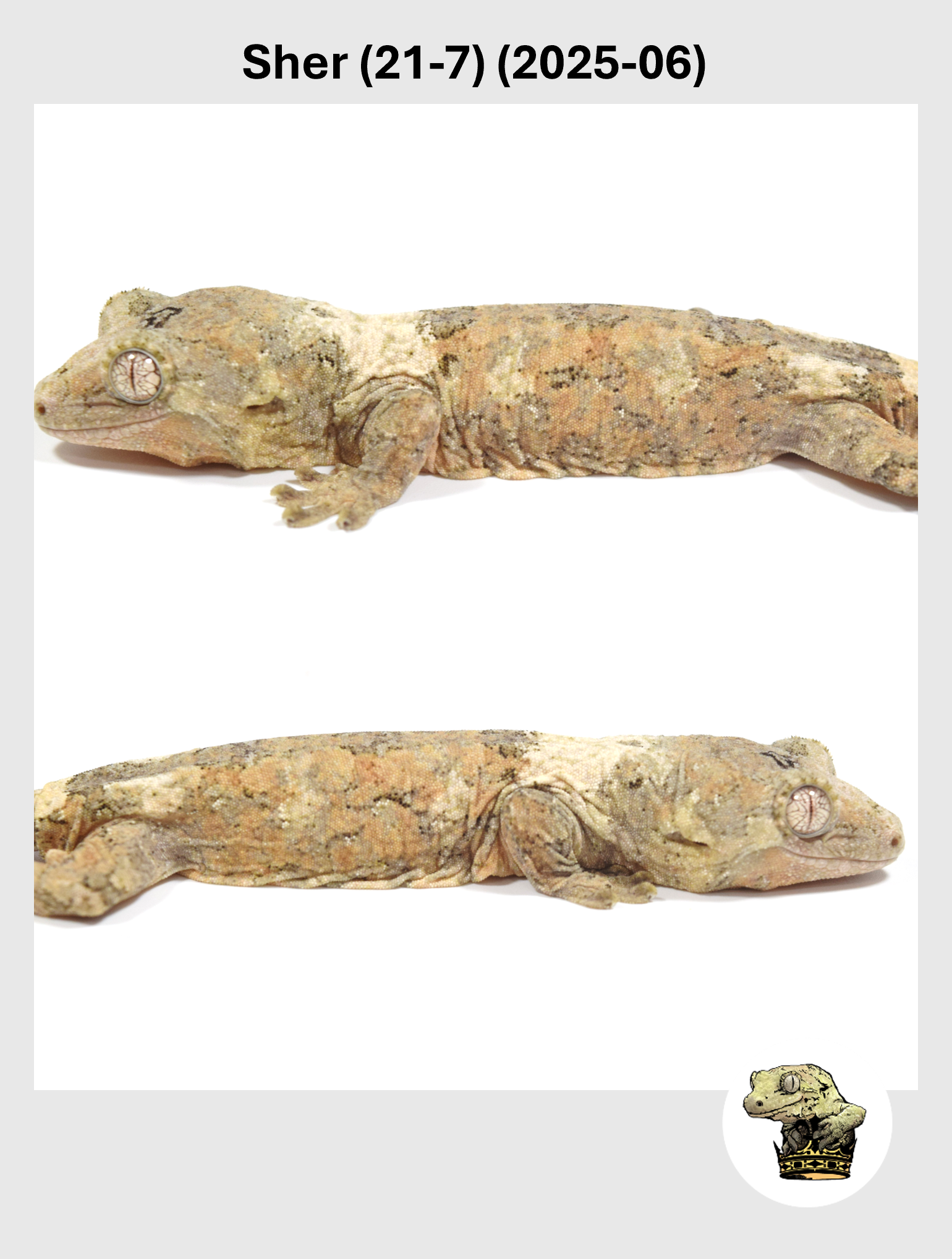 Sher (21-7) (2025-06) (2026-02-03) (4) SQSP.png