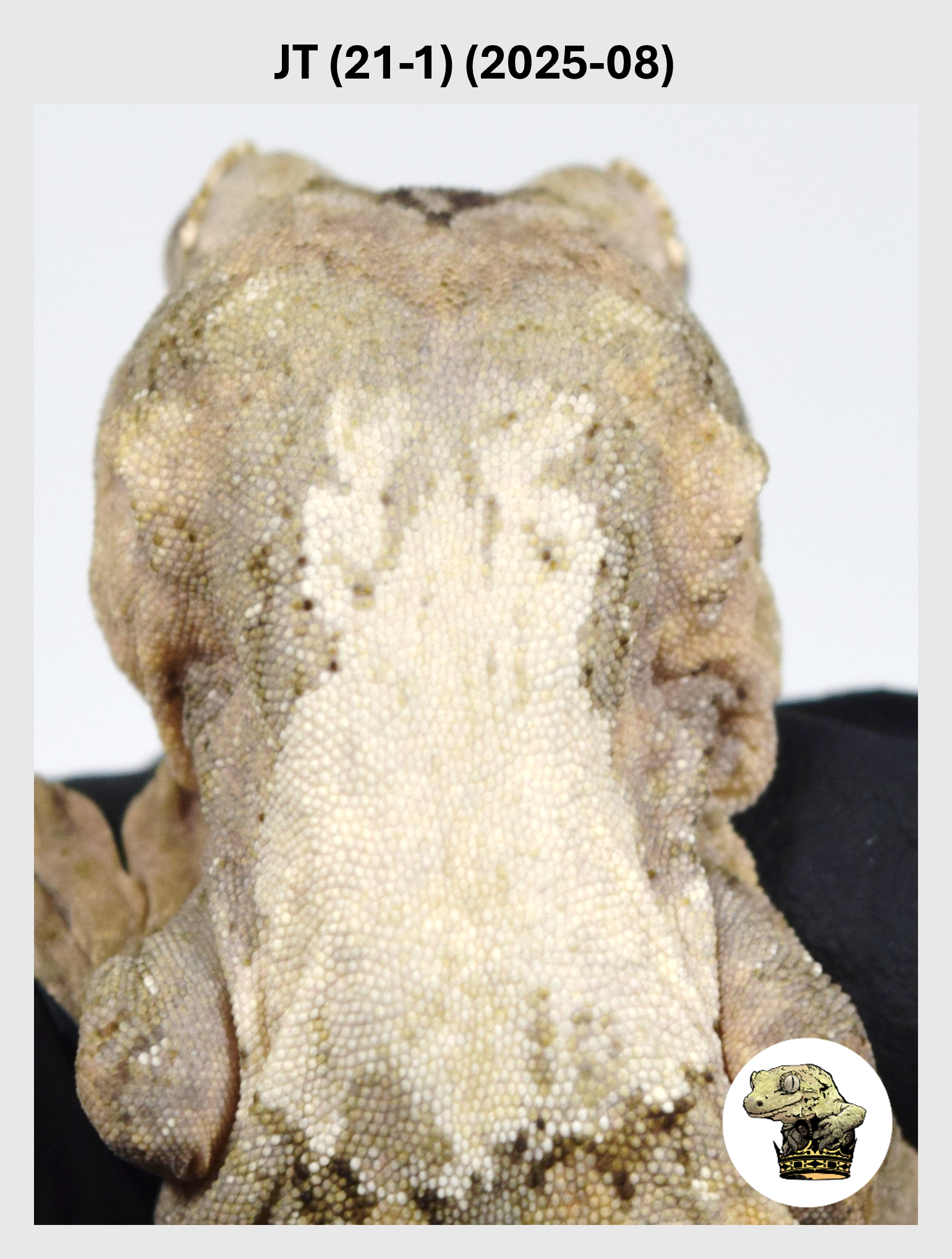 JT (21-1) (2025-08) (2026-03-04) (1) SQSP.png