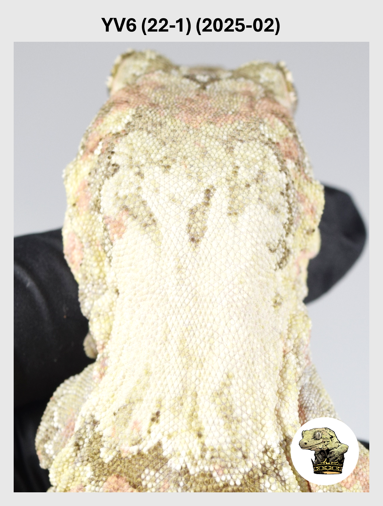 Orange Line White Collar Female*! YV6 (22-1) (2025-02)