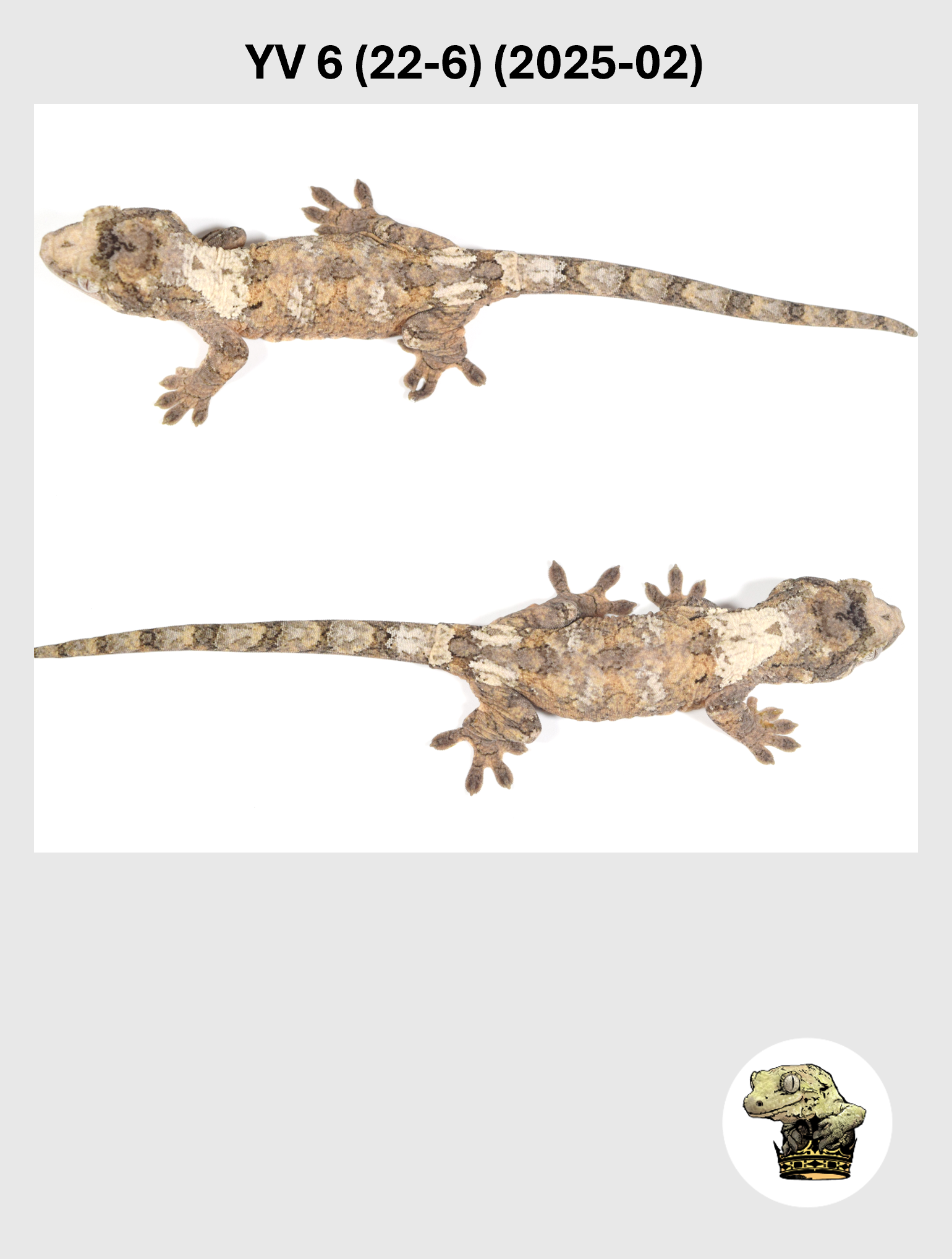 YV 6 (22-6) (2025-02) (2026-03-04) (5) SQSP.png