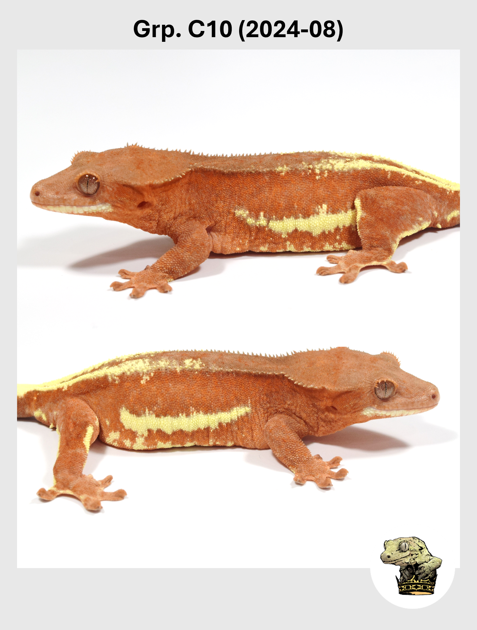 SQSP Grp. C10 (2024-08) (2025-08-26) (1).png