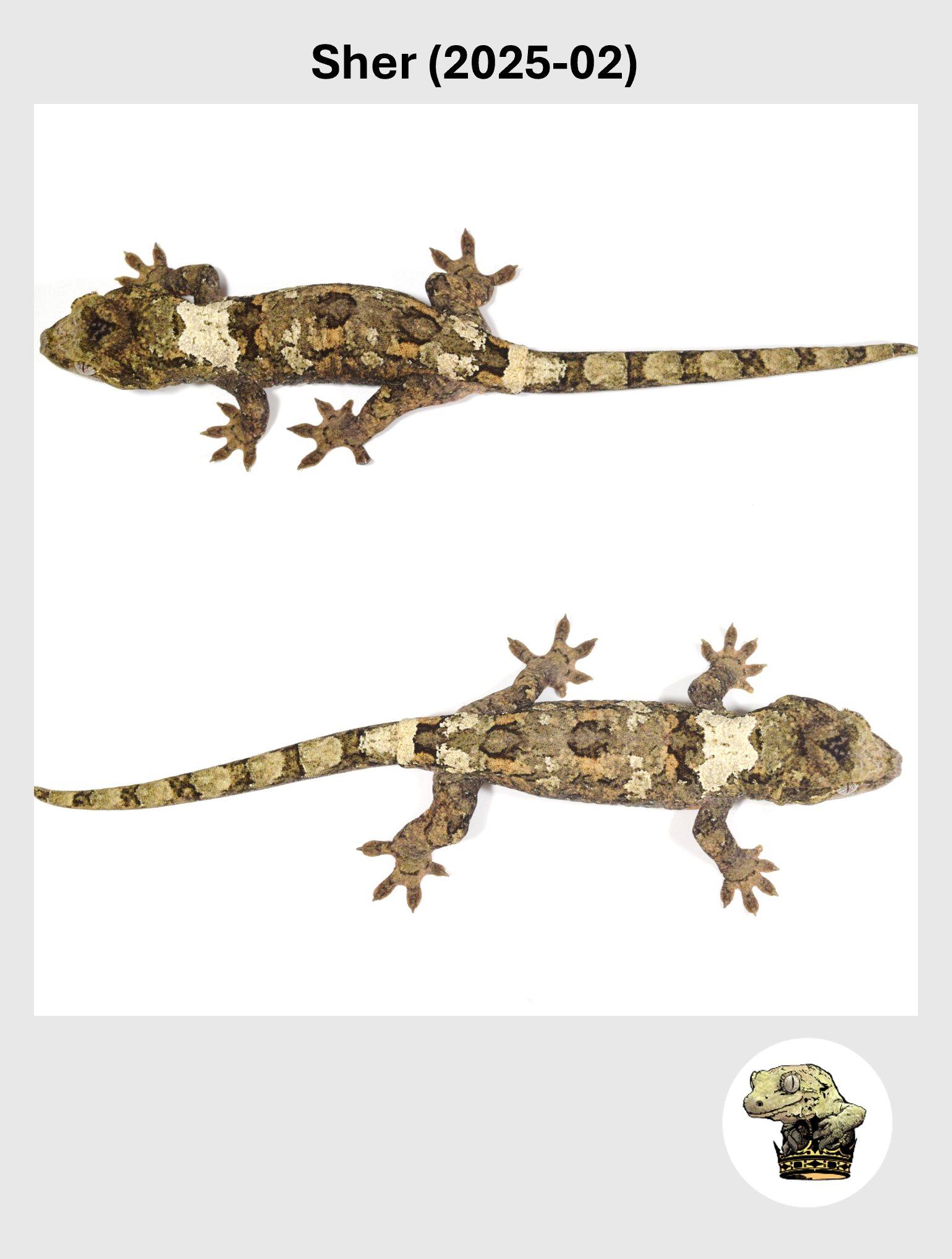 Sher (2025-02) (2026-01-16) (3) SQSP.png