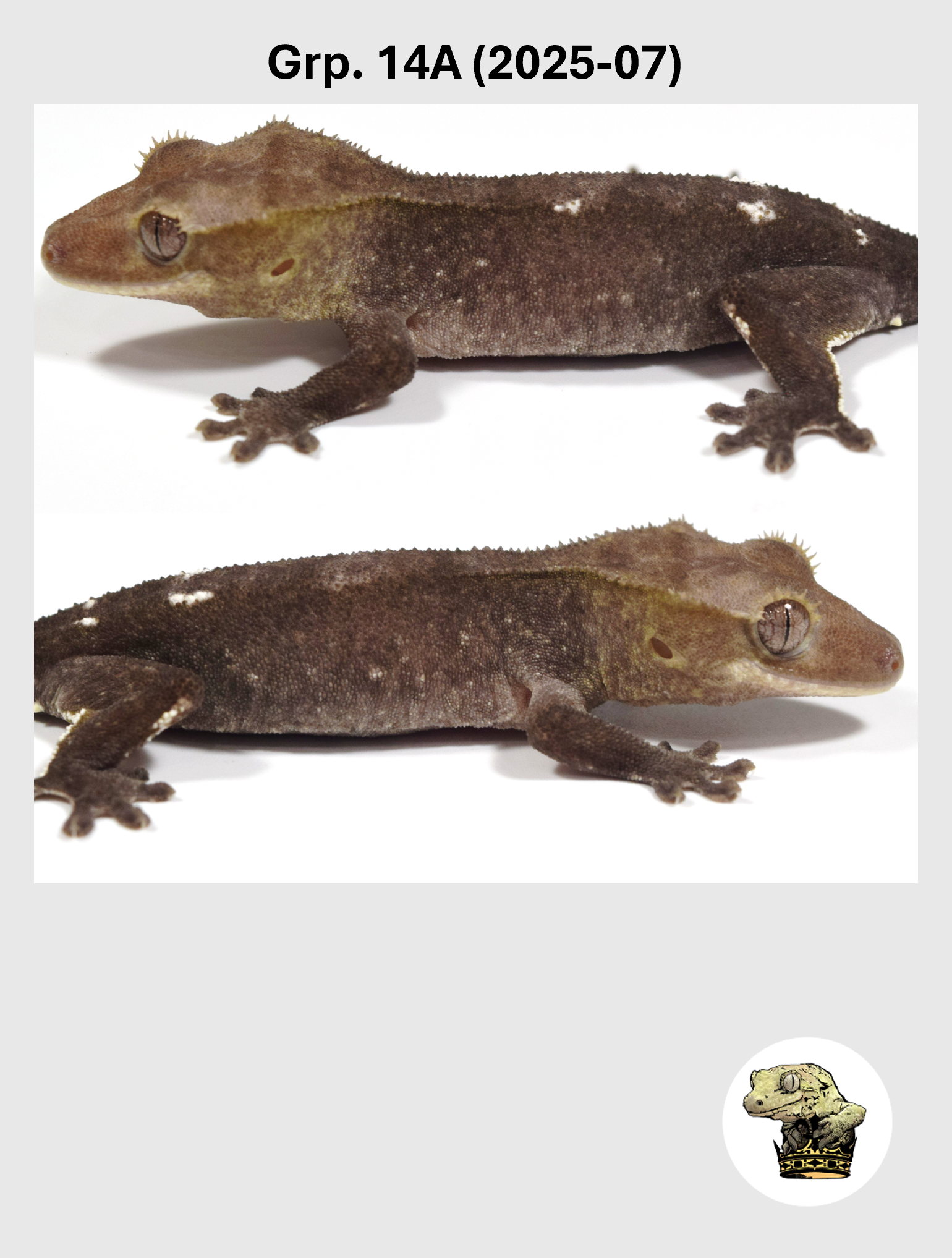 Grp. 14A (2025-07) (2026-04-22) (2) SQSP.png