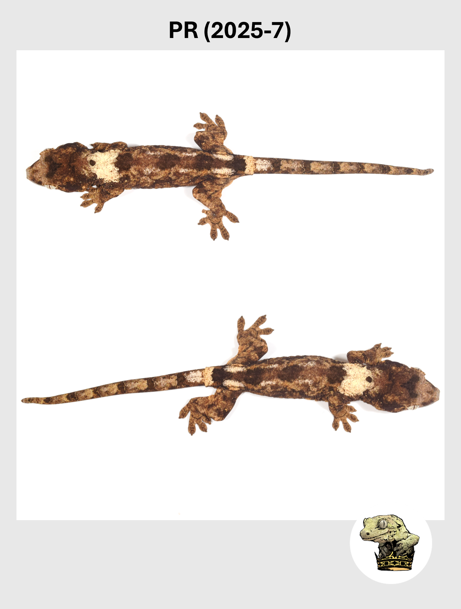 PR (2025-7) (2026-02-03) (3) SQSP.png