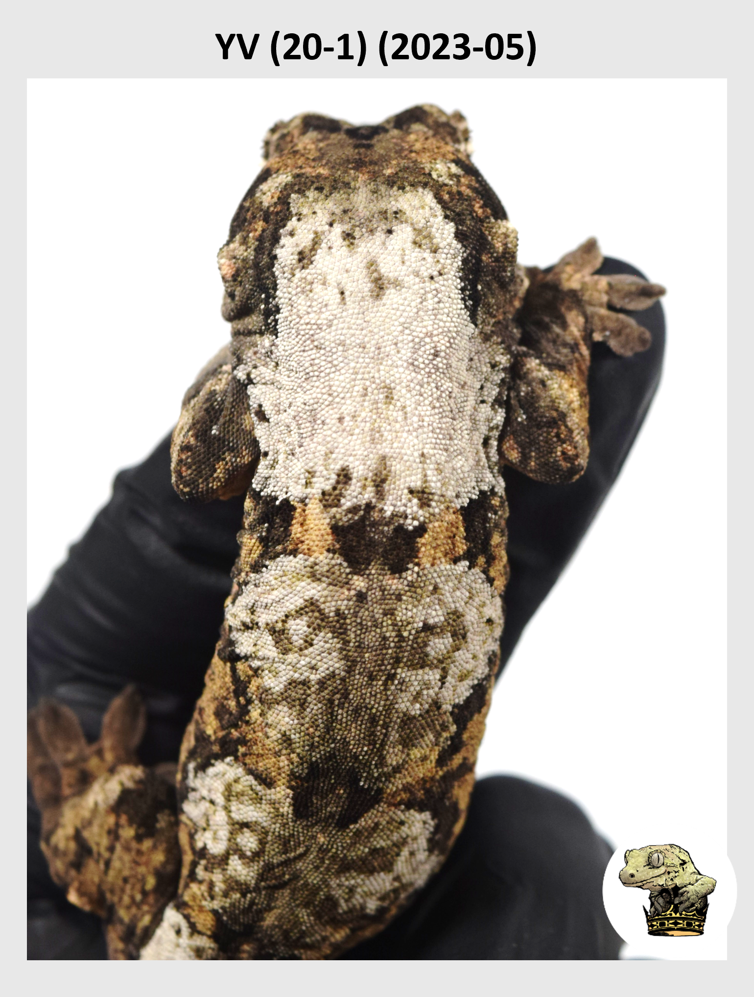 YV (20-1) (2023-05) (2024-05-25) (1) SQSP.png