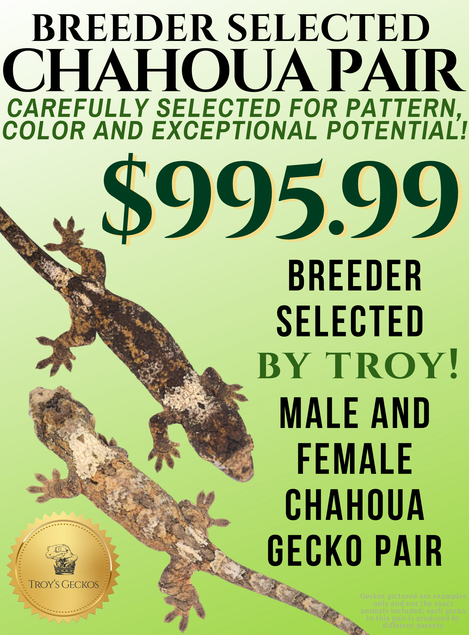 BREEDER SELECTED CHAHOUA for Web.png