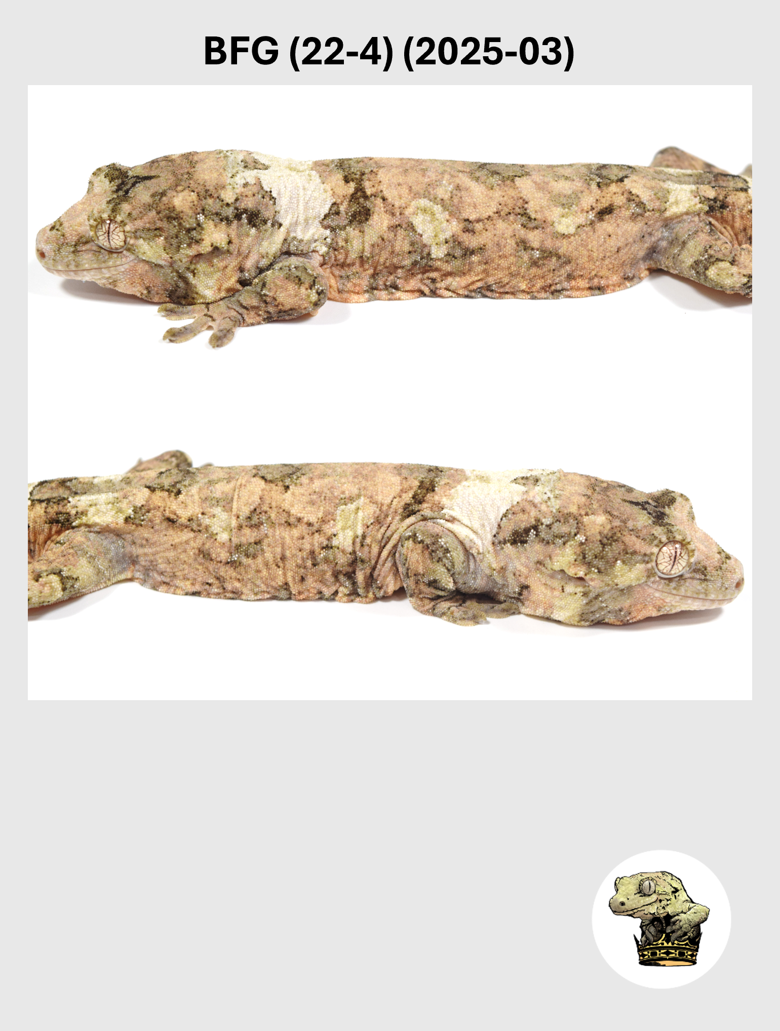 High Color Super White Line Female*! BFG (22-4) (2025-03)