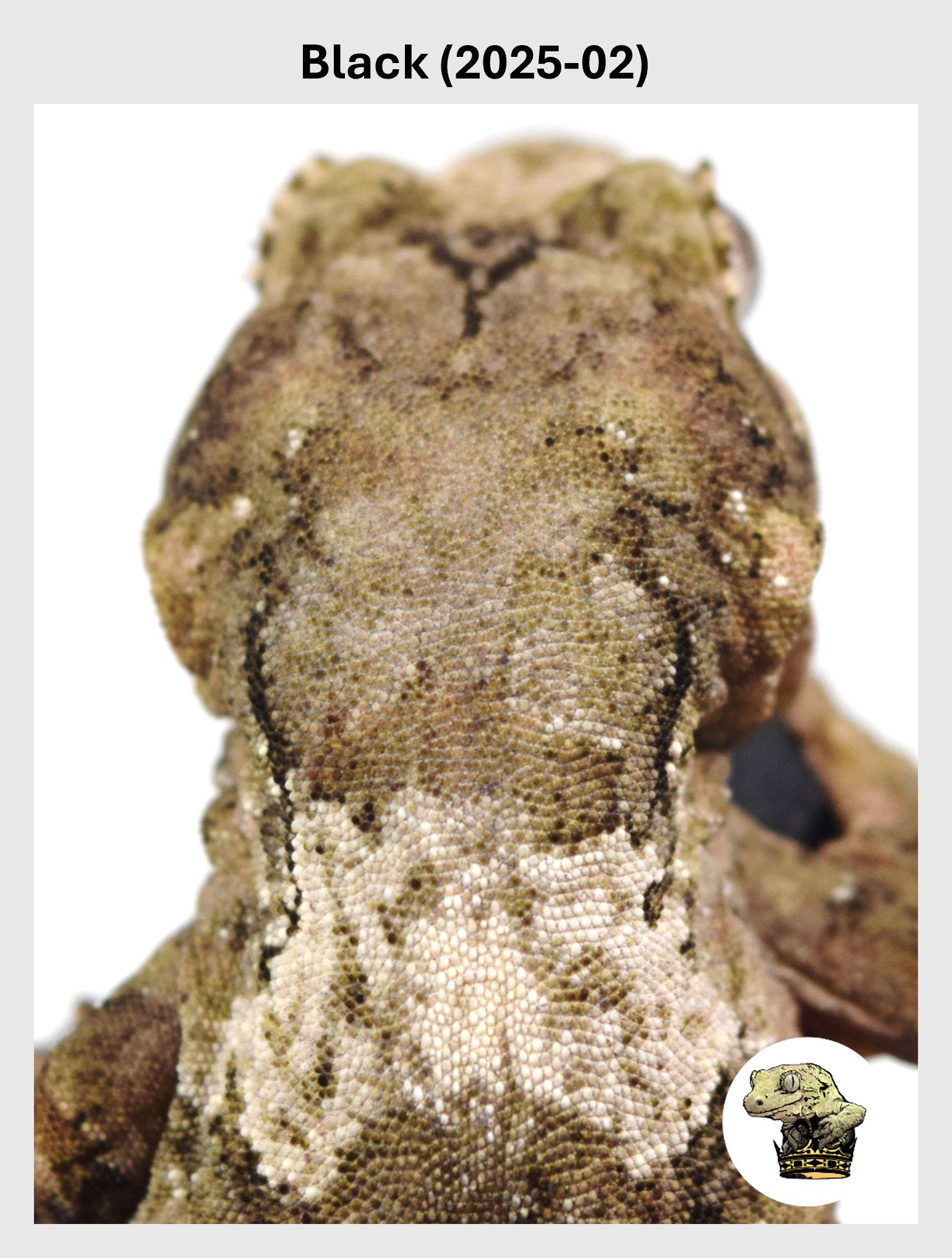 Black (2025-02) (2026-01-20) (1) SQSP.png