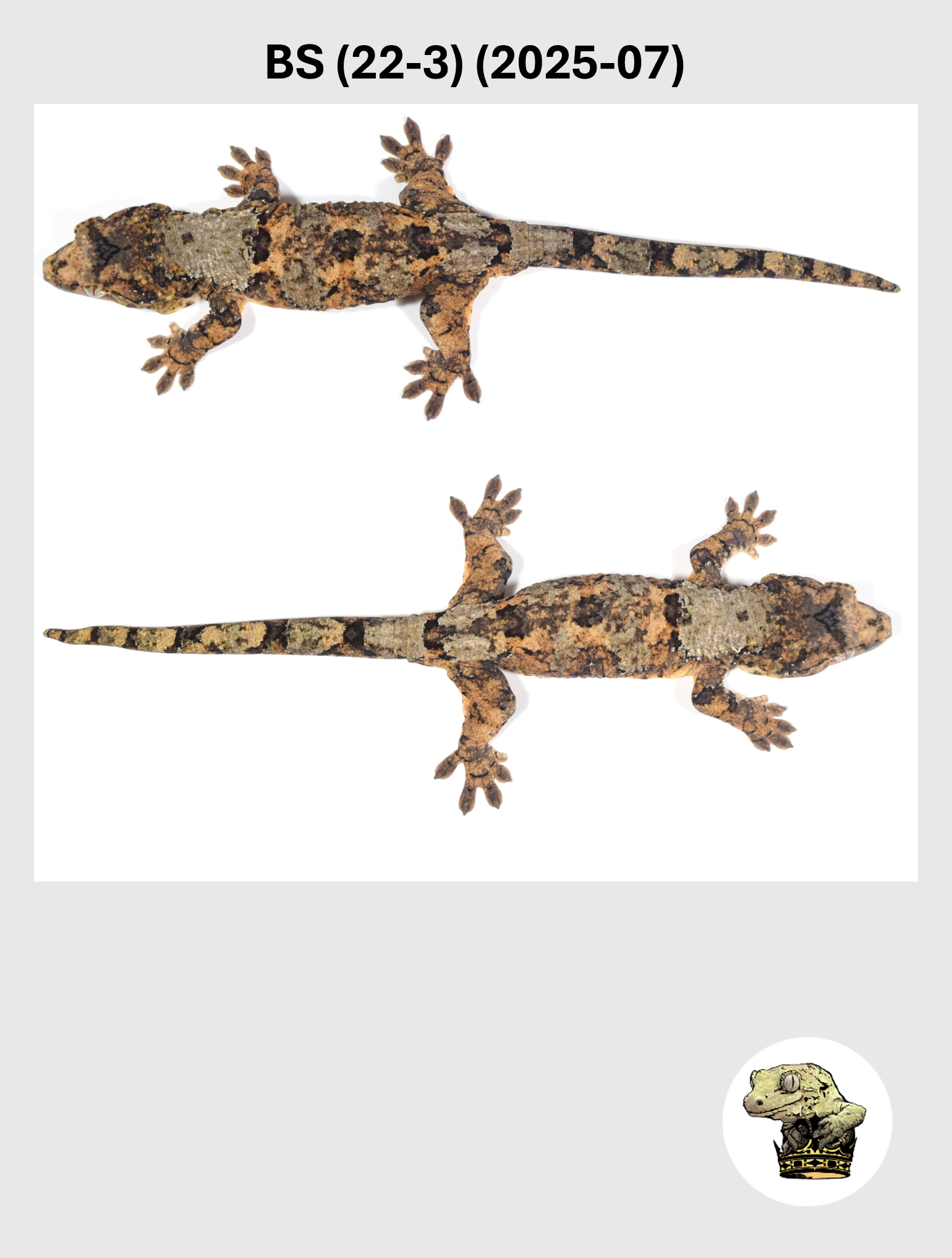 SuperStar Offspring Male*! BS (22-3) (2025-07)