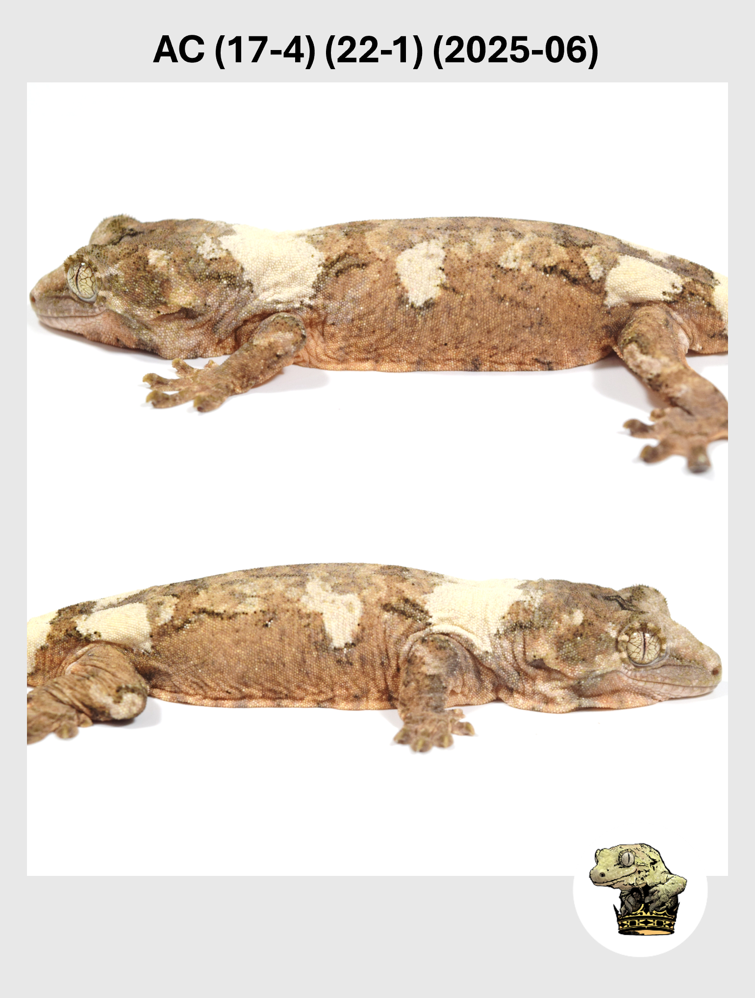 Pan (22-9) (2025-04) (2026-01-20) (4) MM.png