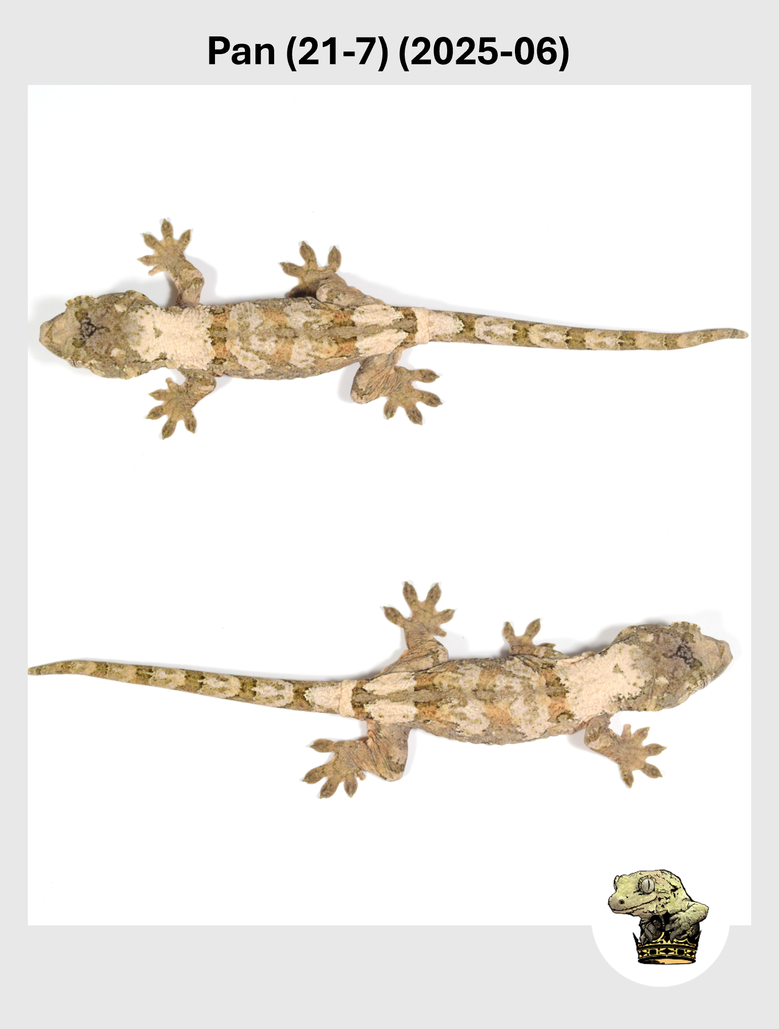 Pan (21-7) (2025-06) (2025-12-16) (5) SQSP.png